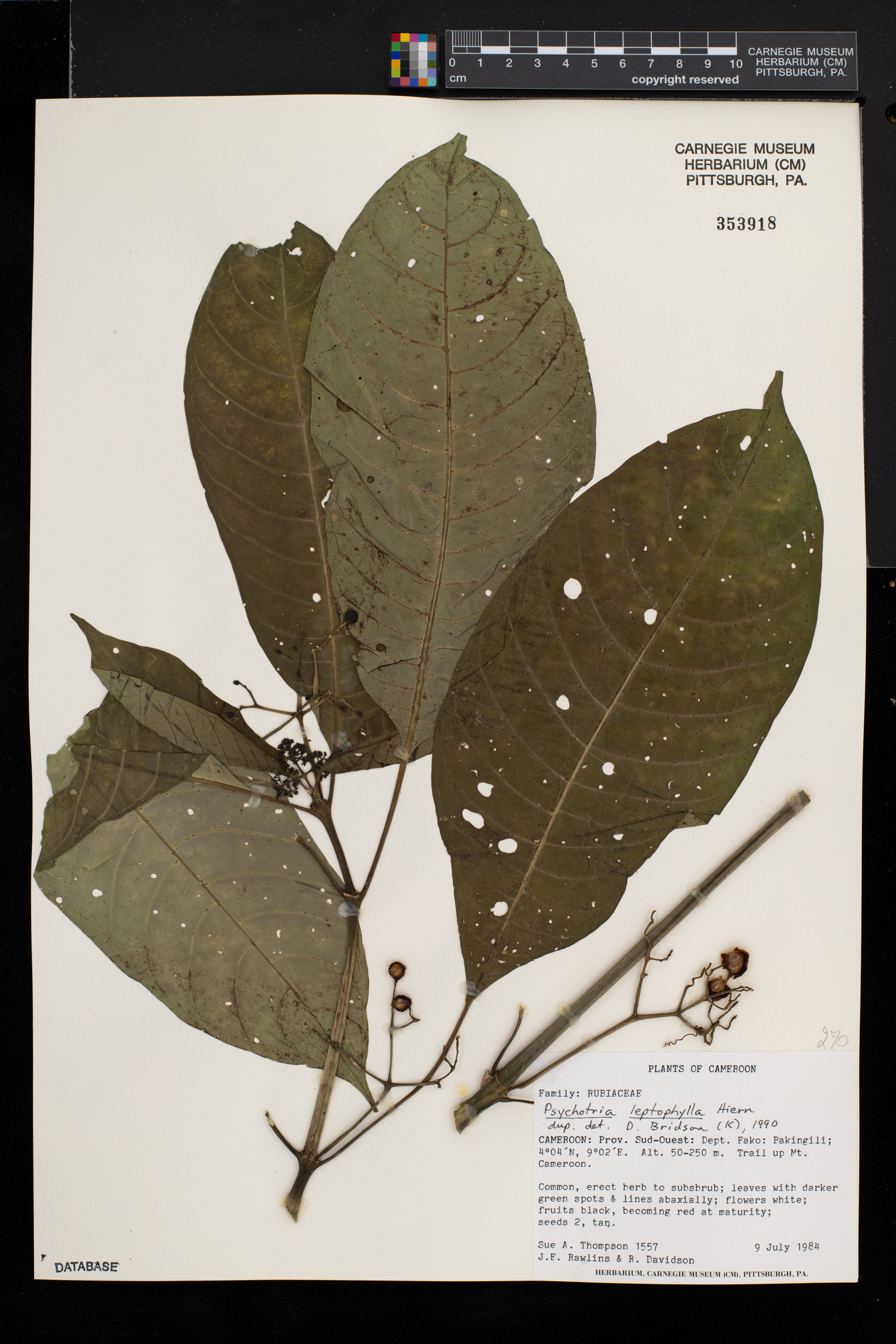 Psychotria leptophylla image
