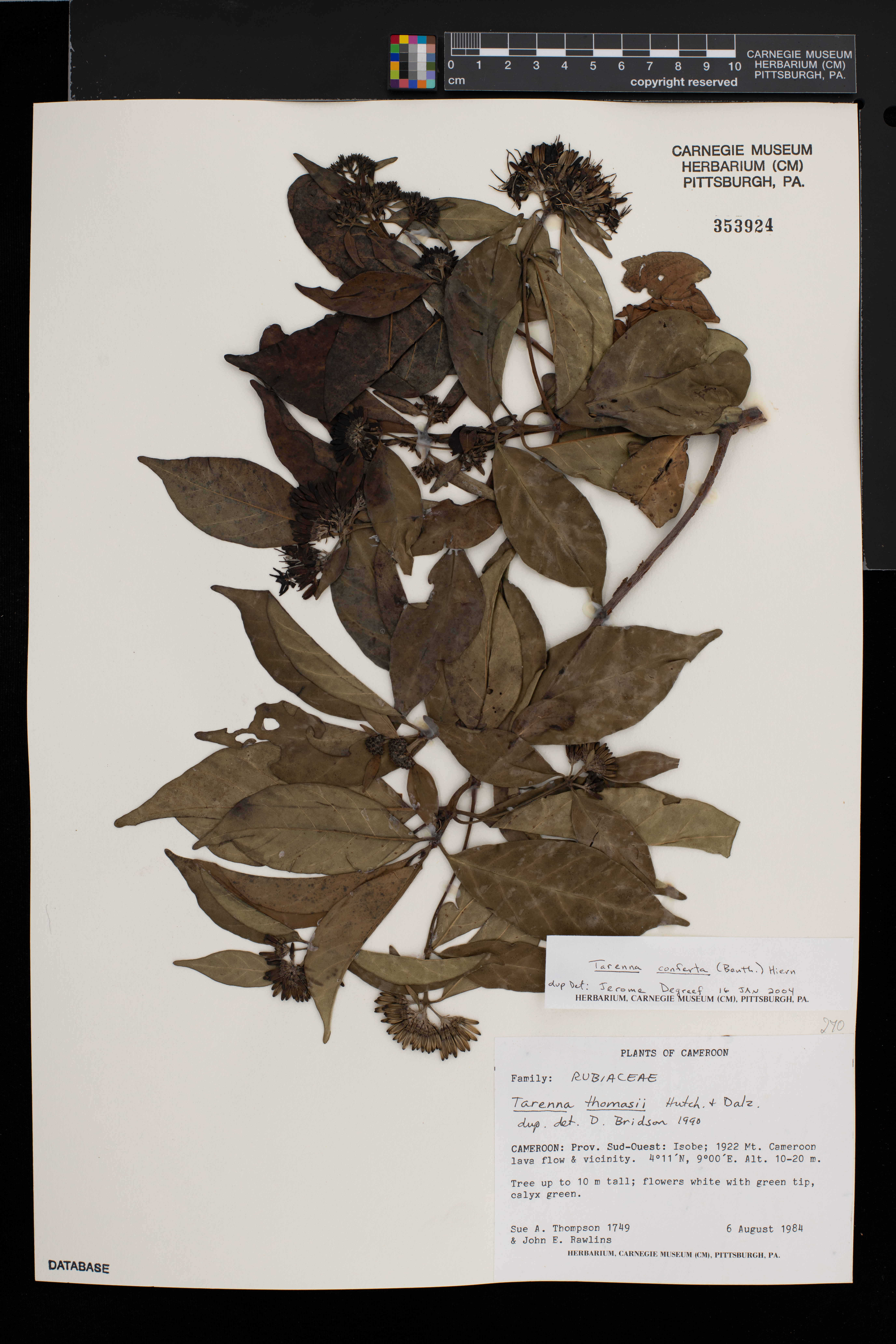 Tarenna conferta image