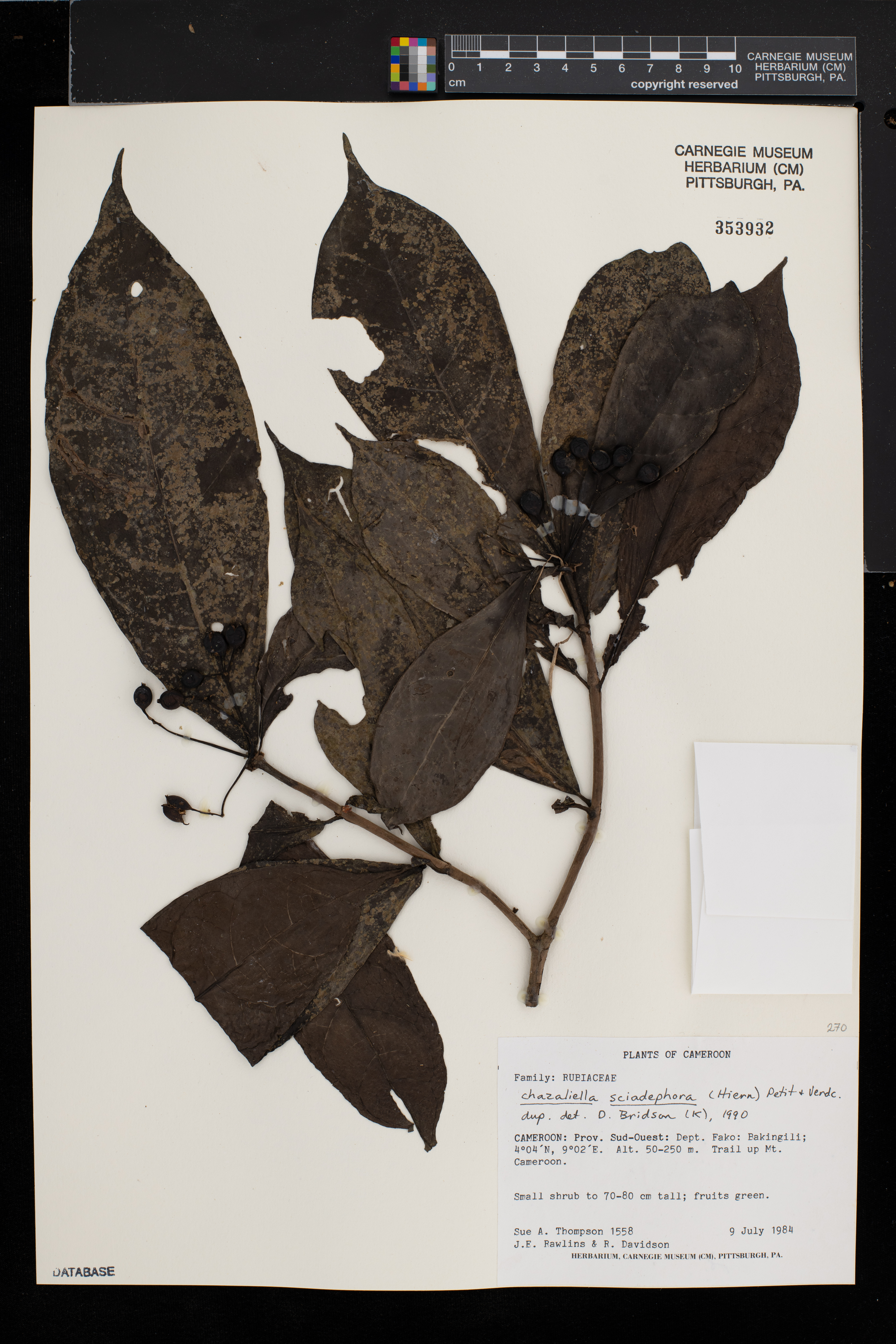 Chazaliella sciadephora image