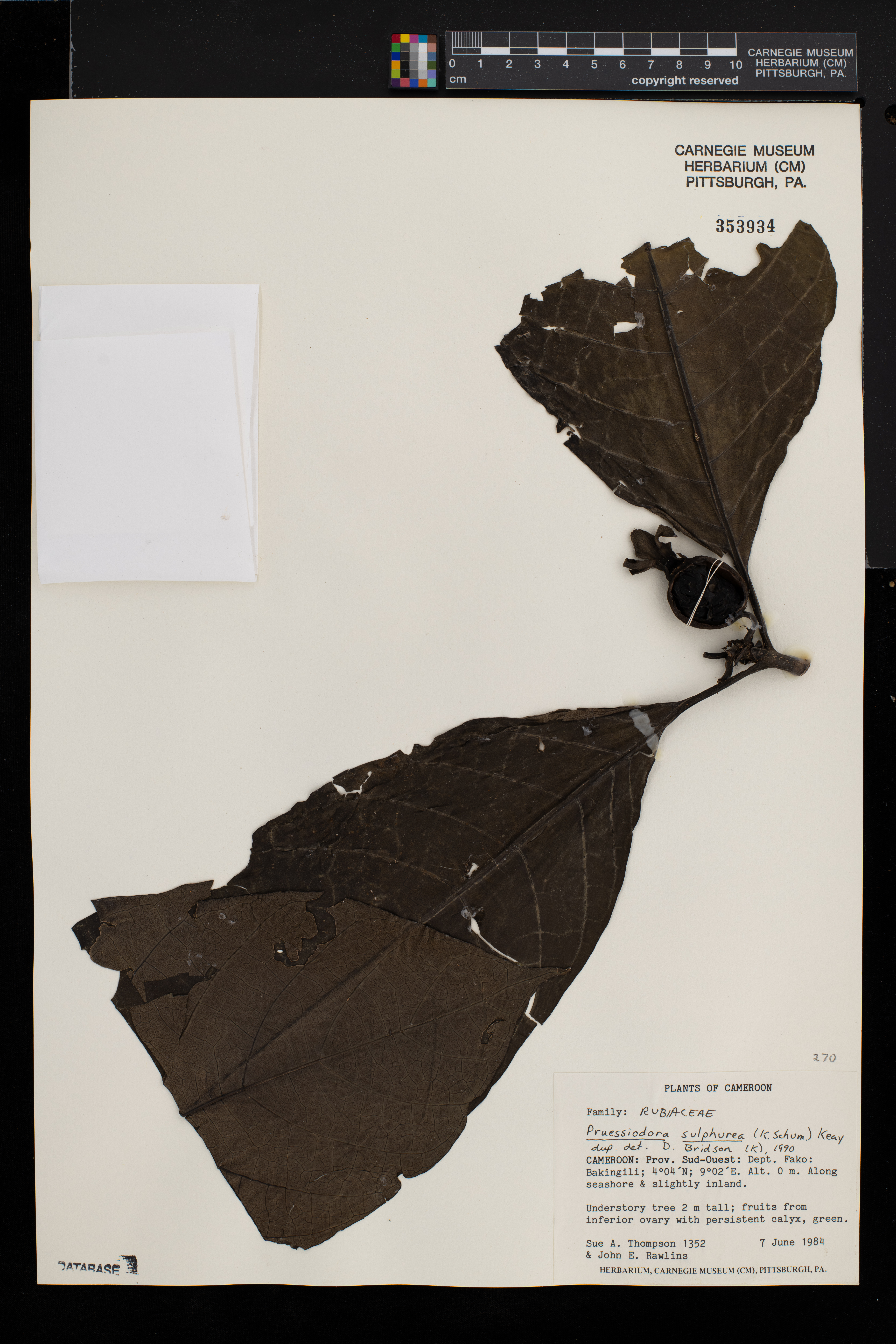Preussiodora image