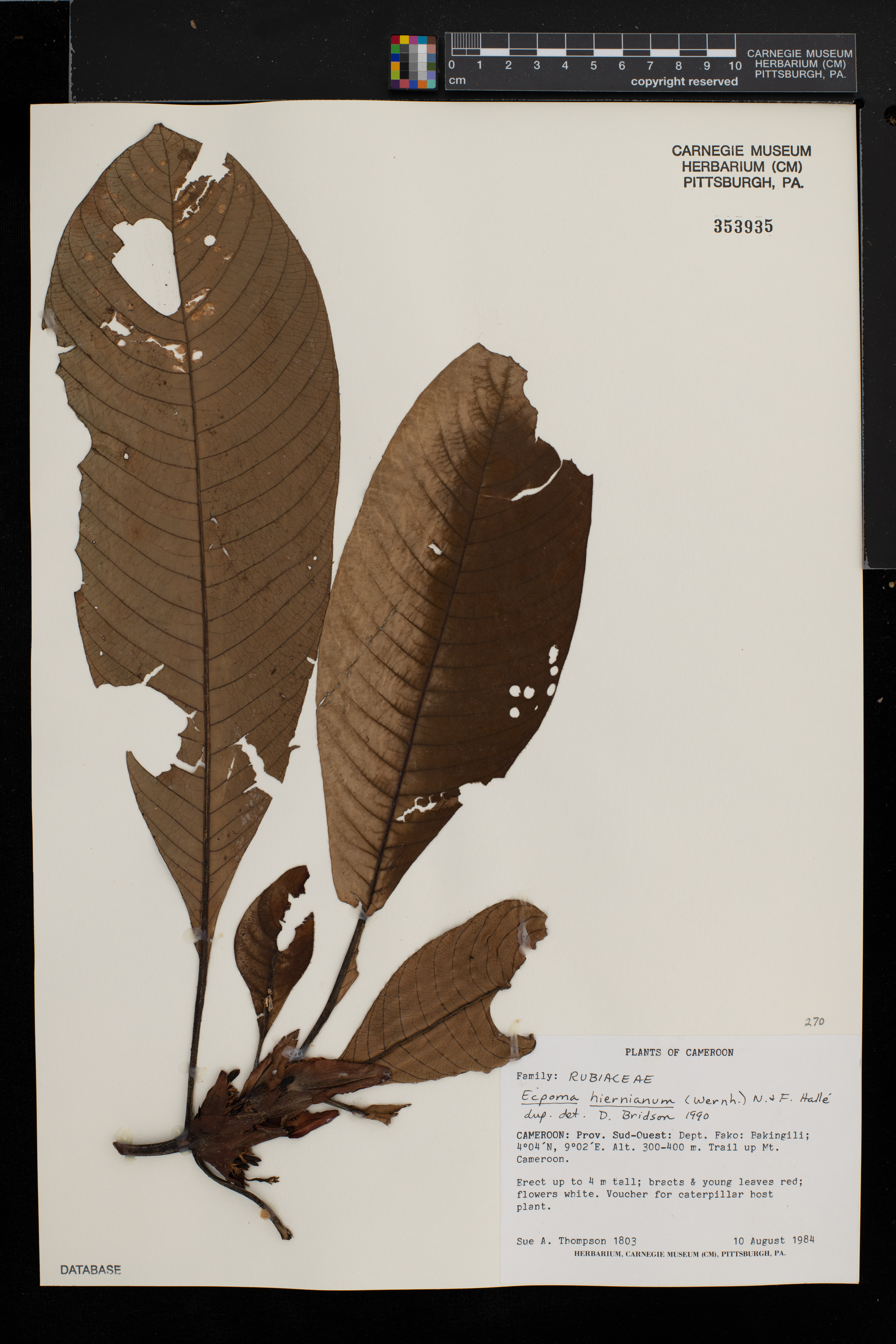 Sabicea hierniana image