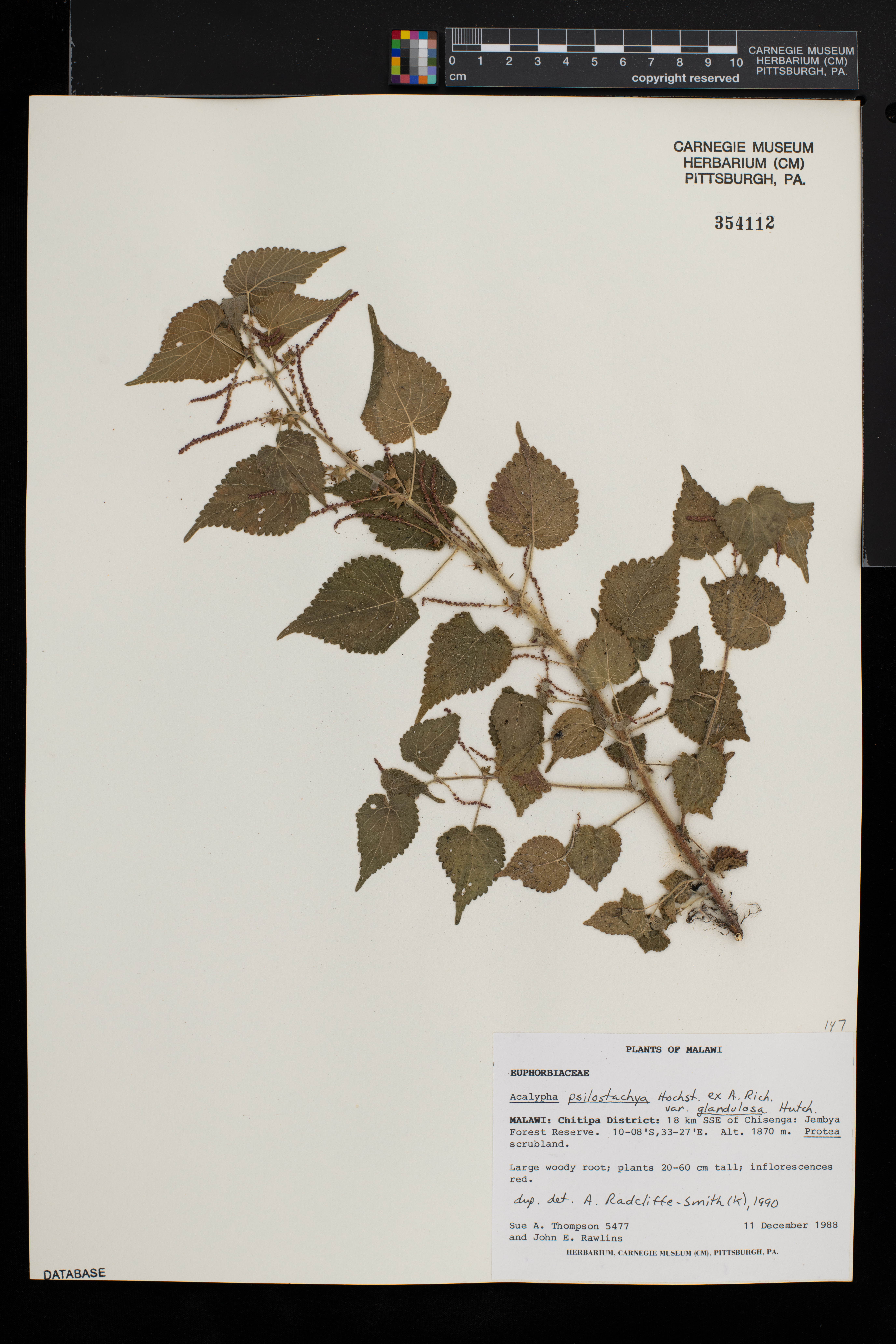 Acalypha psilostachya var. glandulosa image