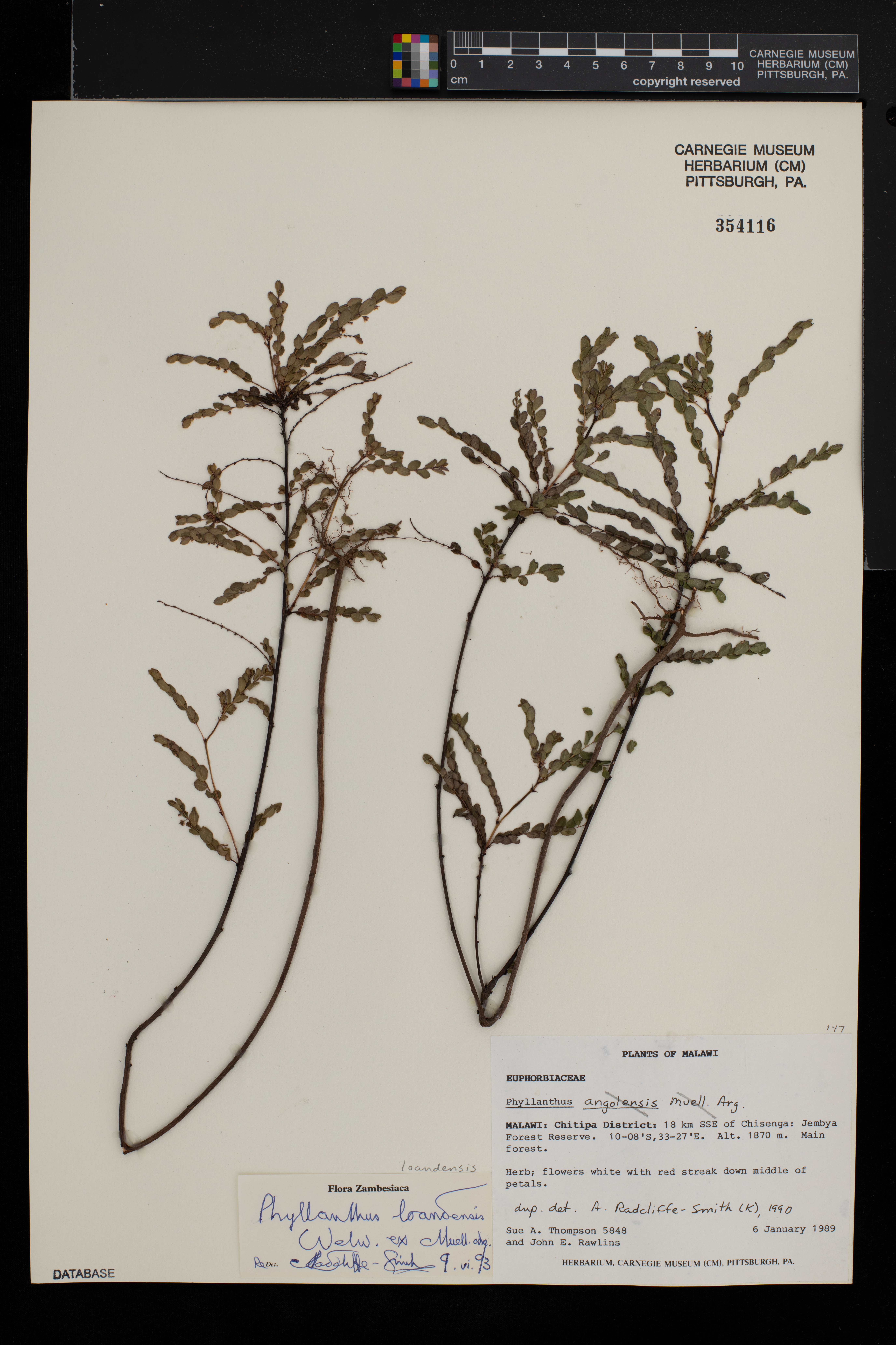 Phyllanthus loandensis image