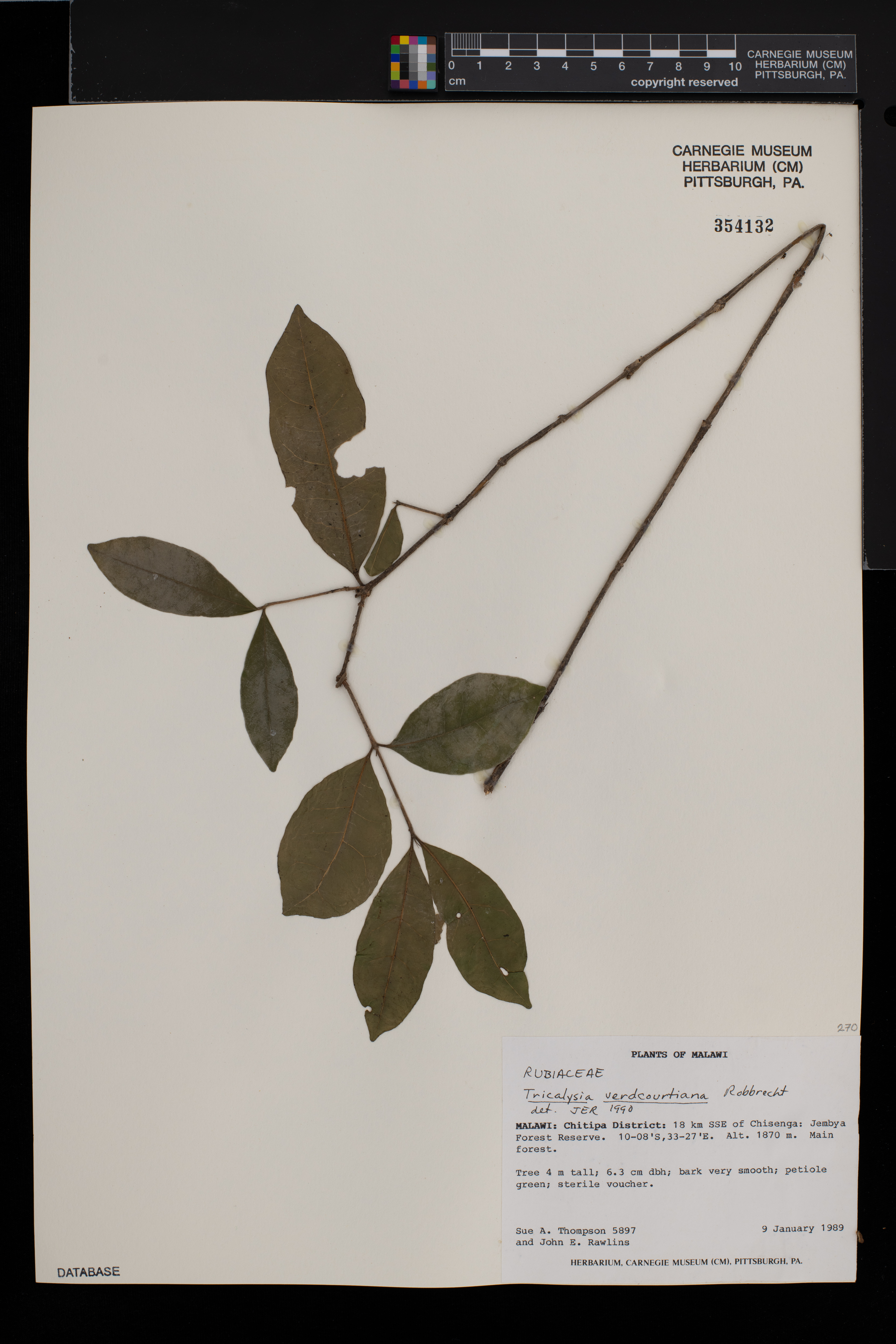 Tricalysia verdcourtiana image