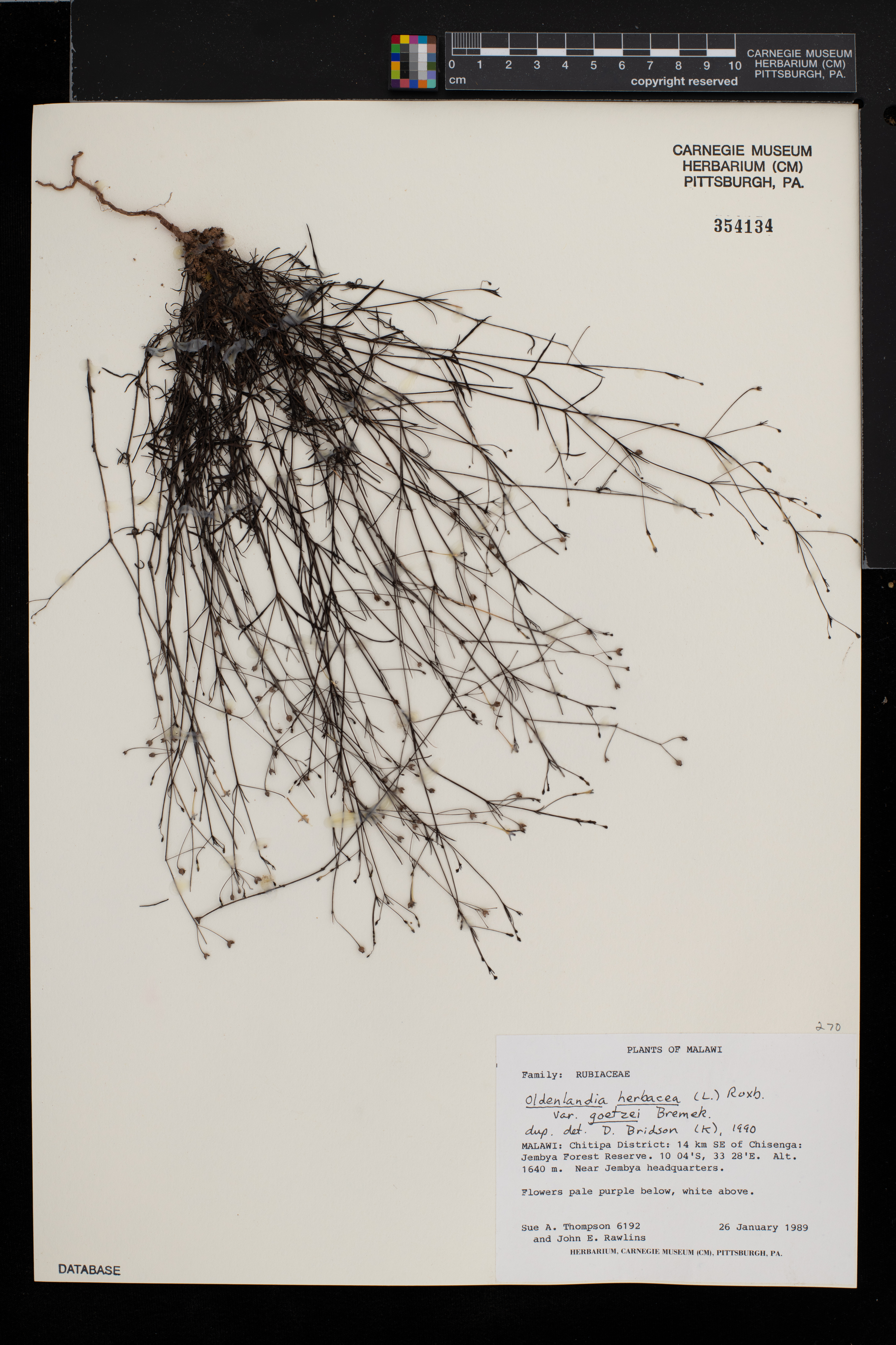 Oldenlandia herbacea var. goetzei image