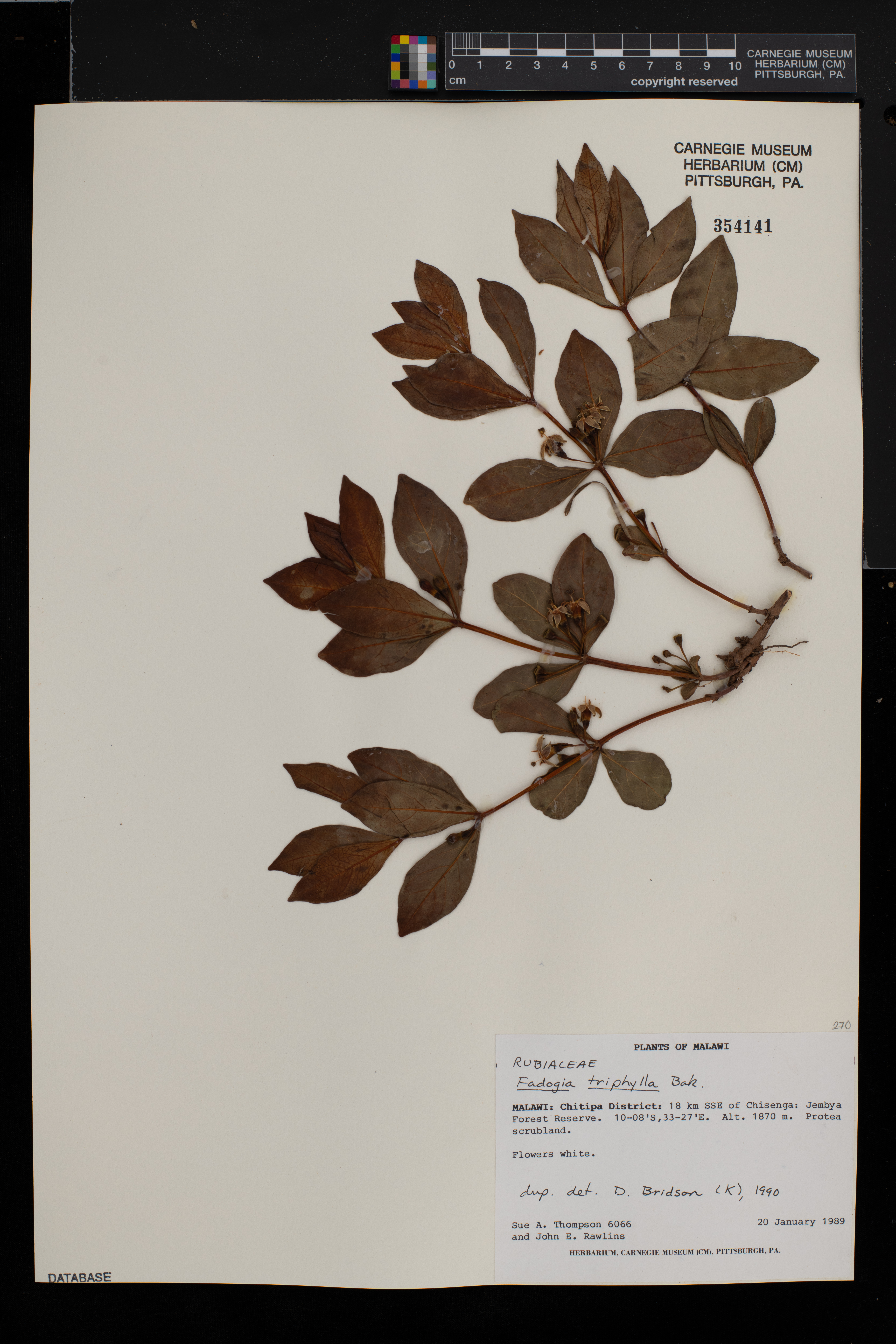 Fadogia triphylla image