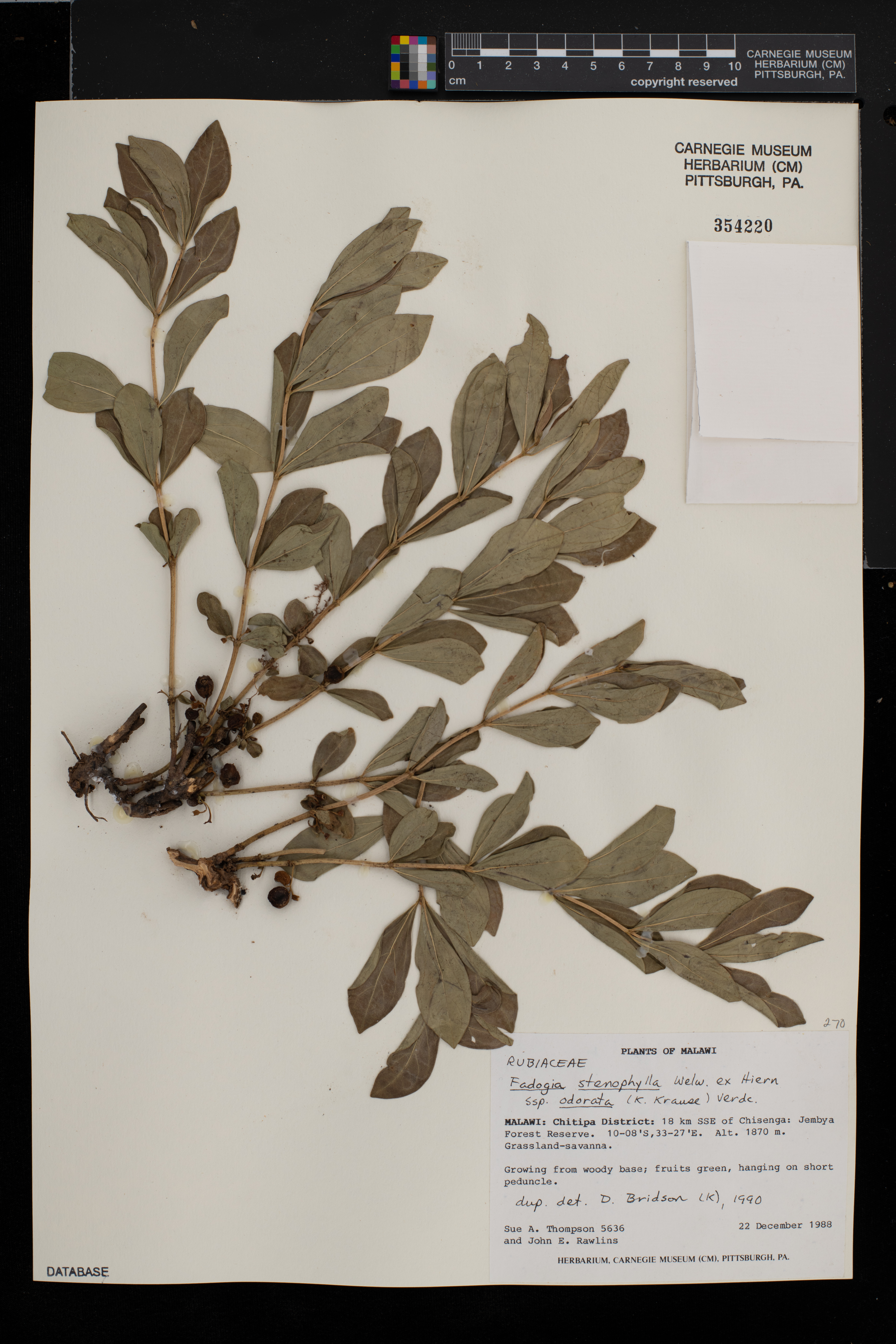 Fadogia stenophylla subsp. odorata image