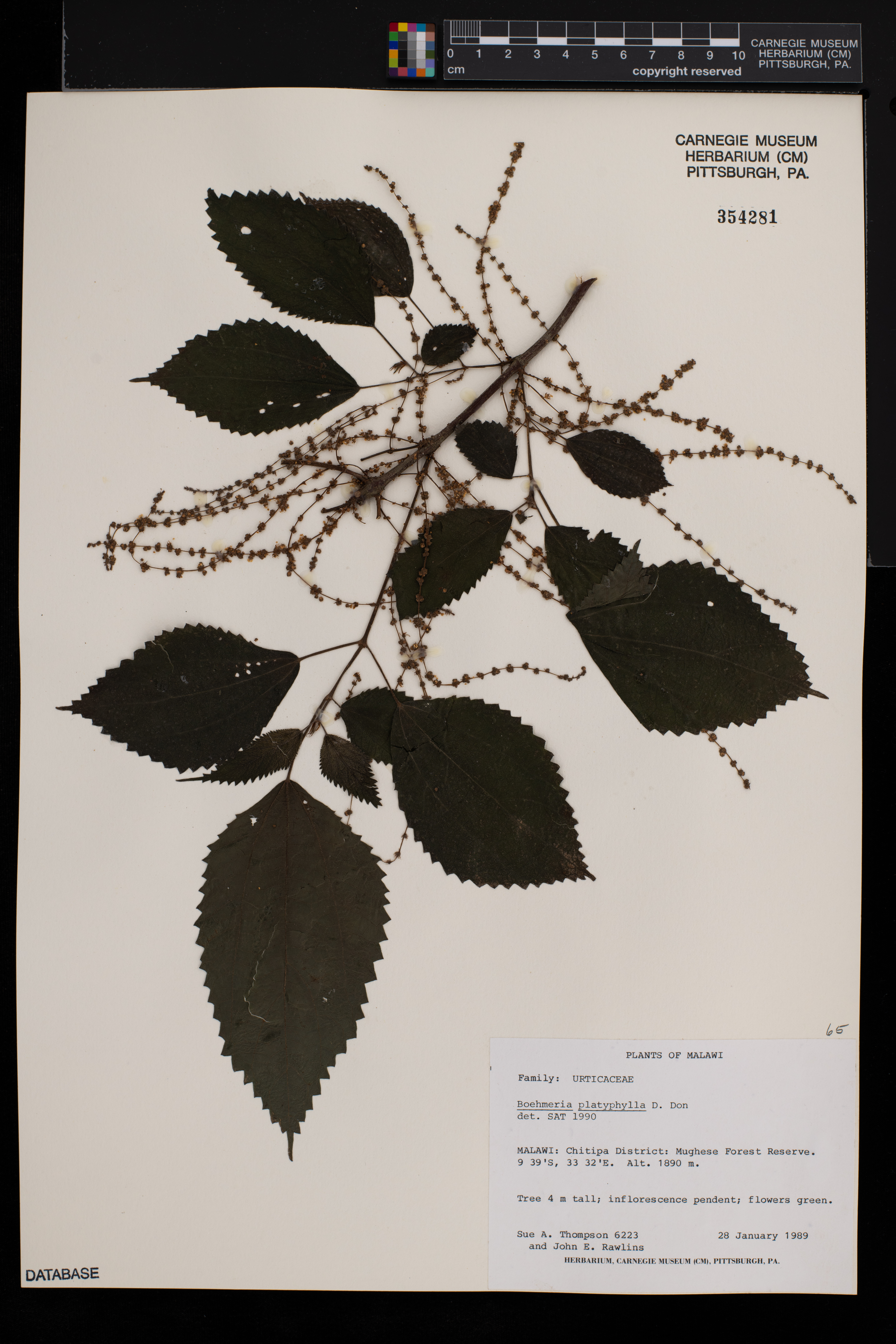 Boehmeria virgata subsp. macrophylla image