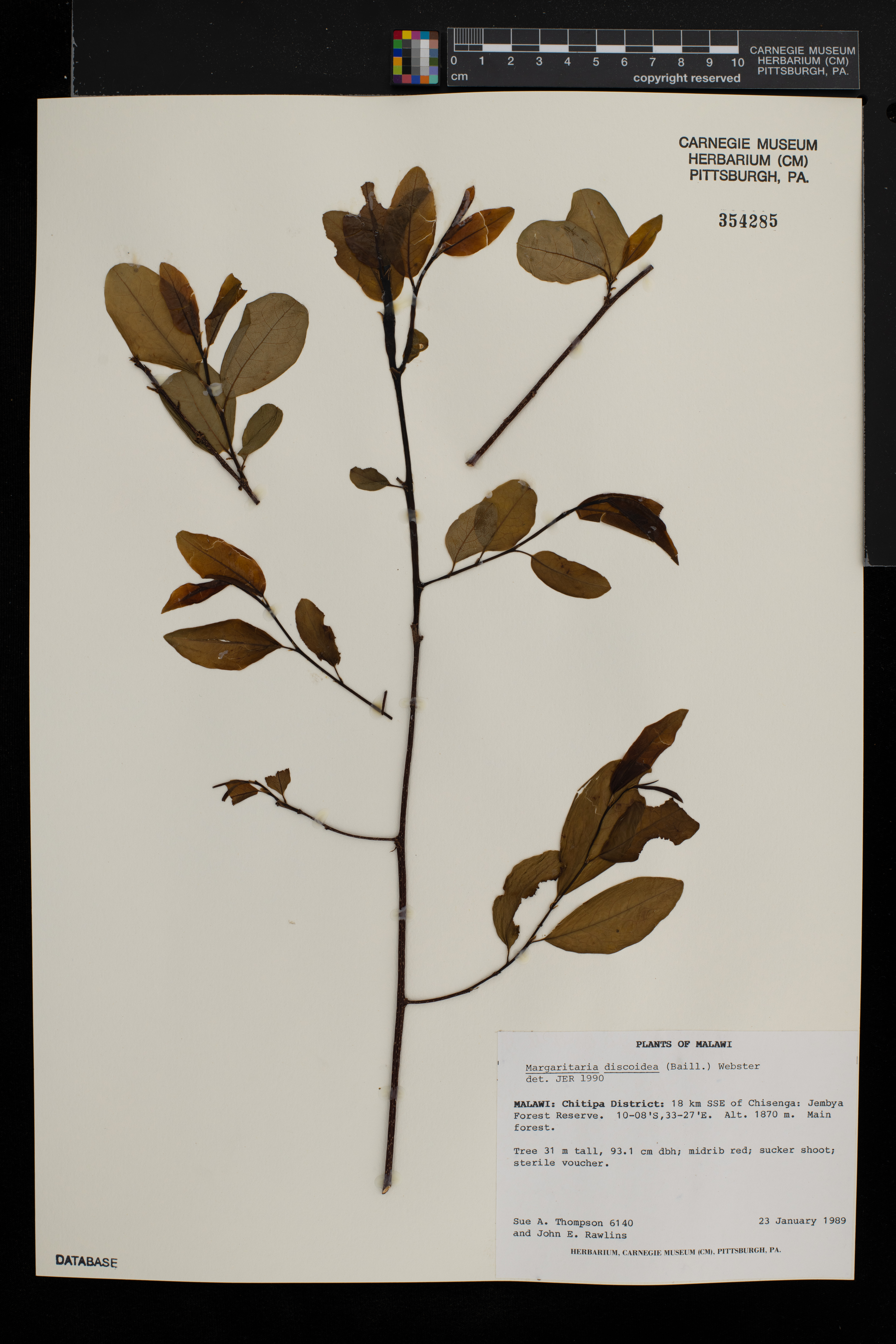 Margaritaria discoidea image