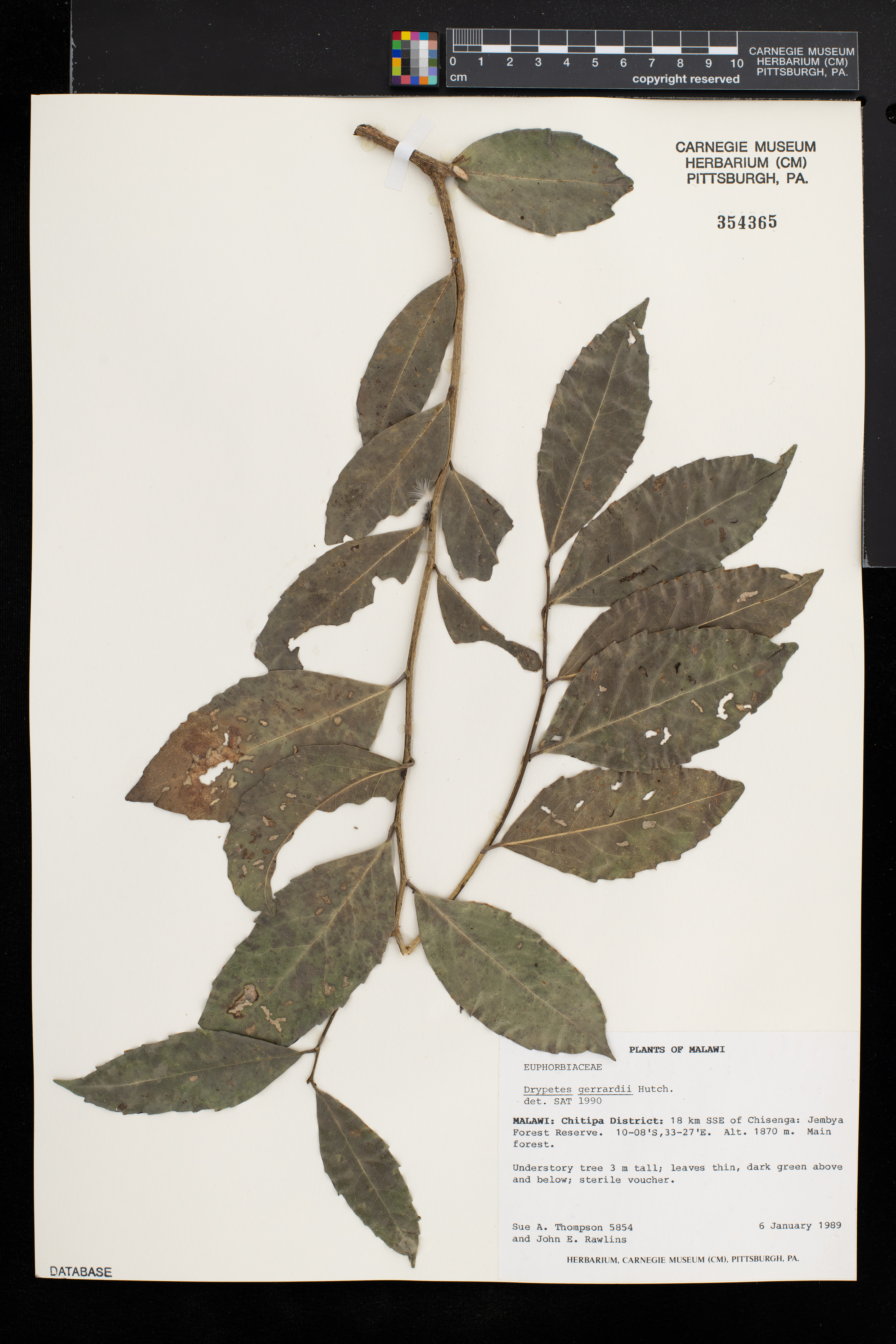 Drypetes gerrardii image