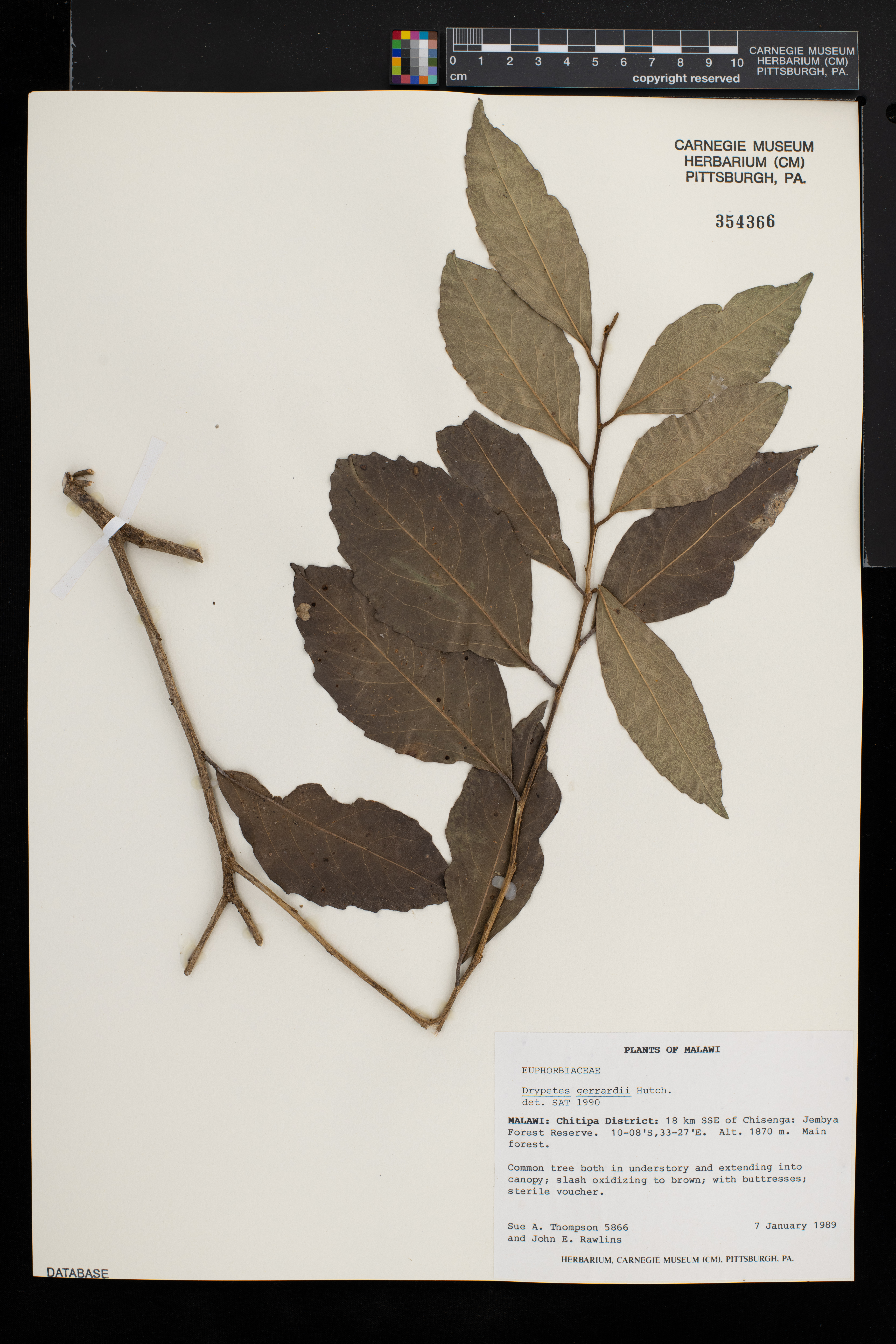 Drypetes gerrardii image