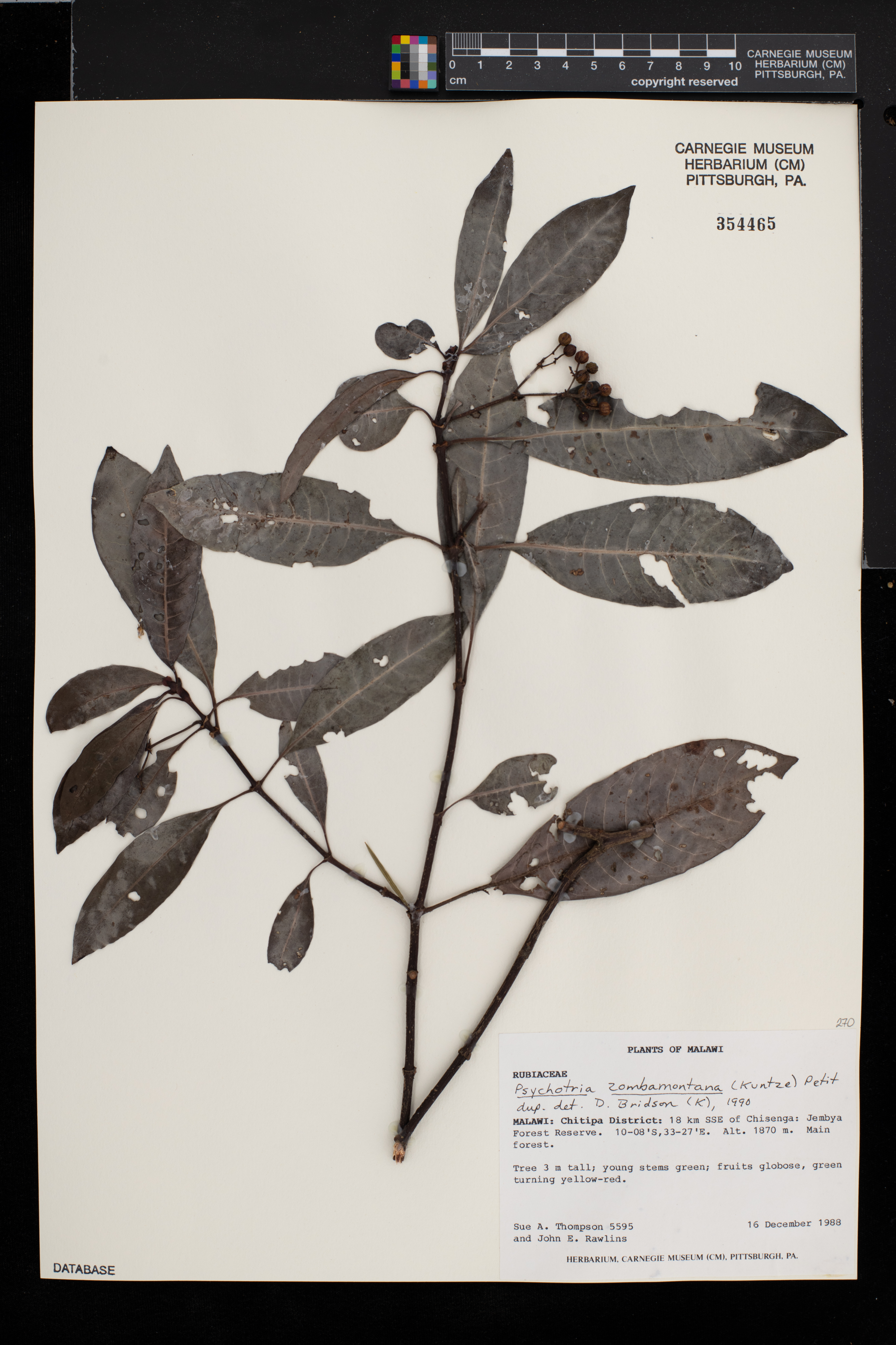 Psychotria zombamontana image