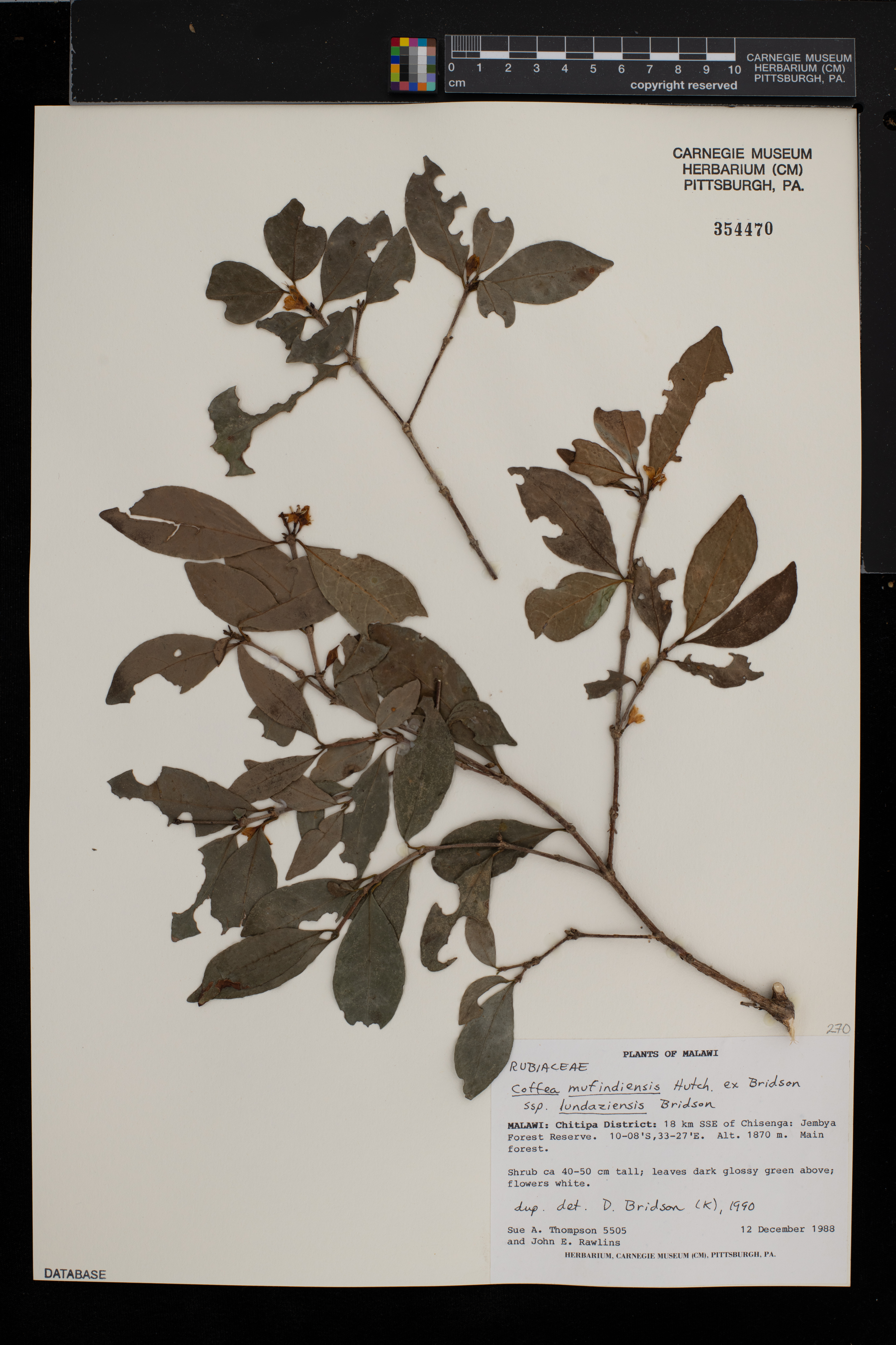 Coffea mufindiensis image
