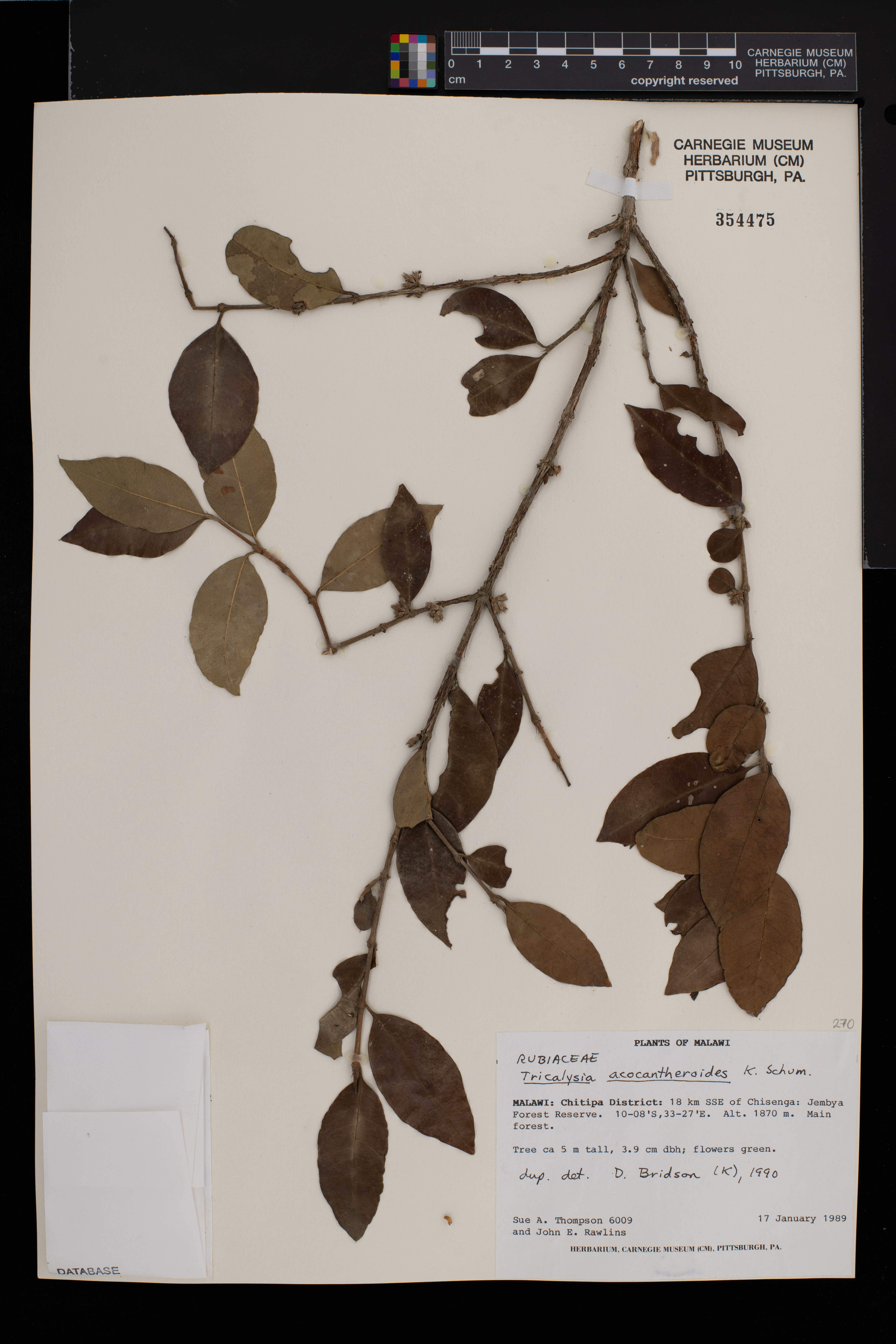 Tricalysia acocantheroides image