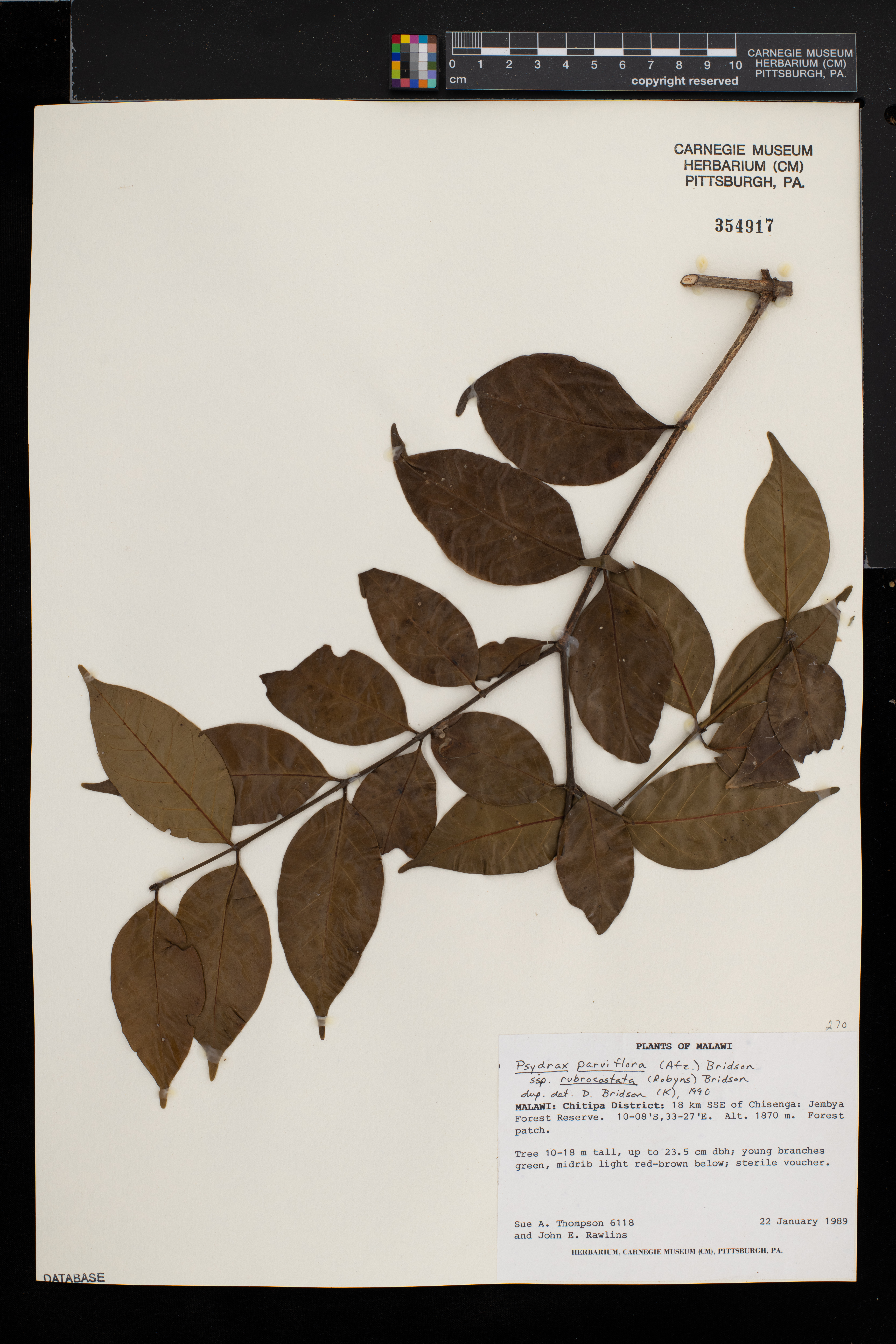 Psydrax parviflora subsp. rubrocostata image