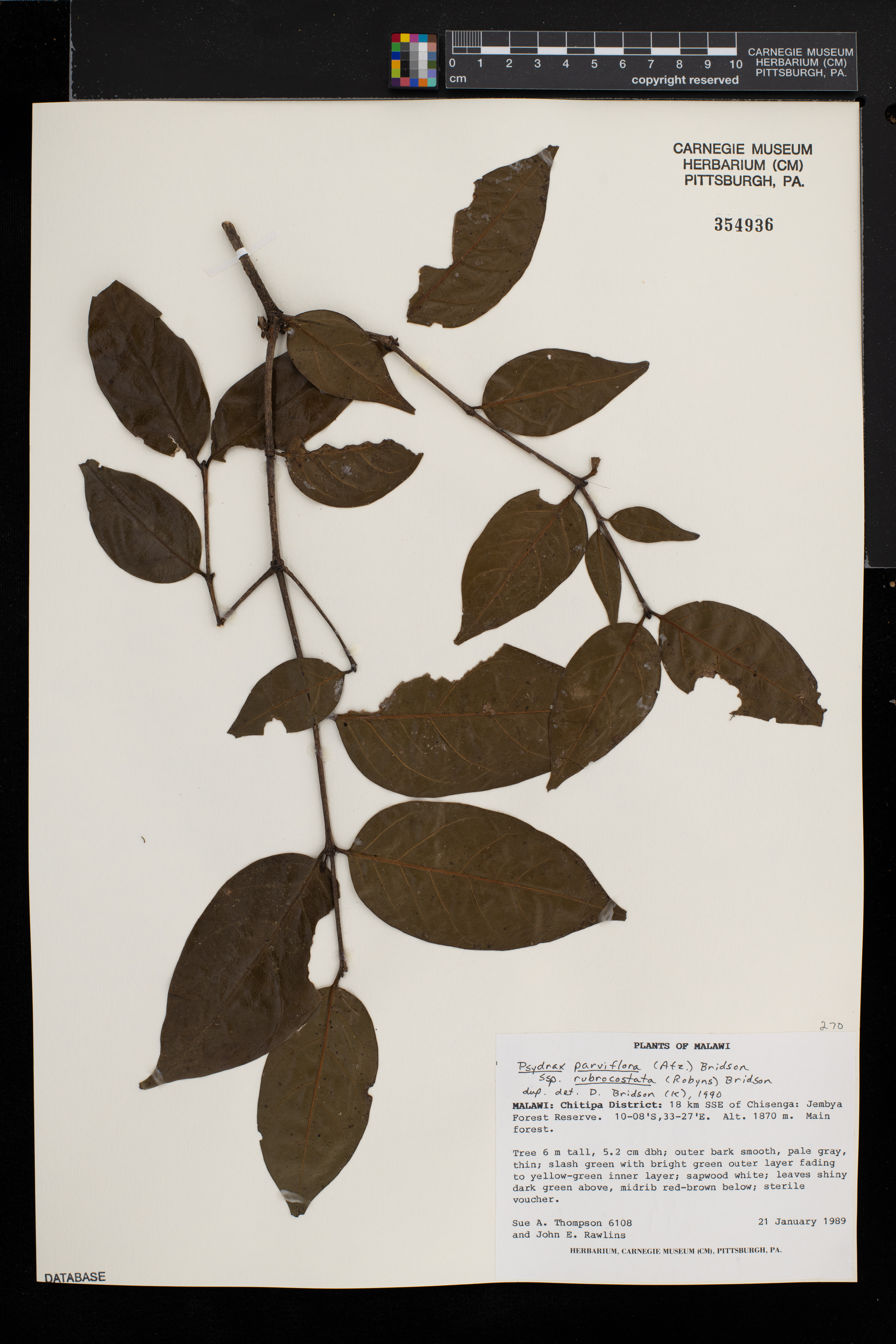 Psydrax parviflora image