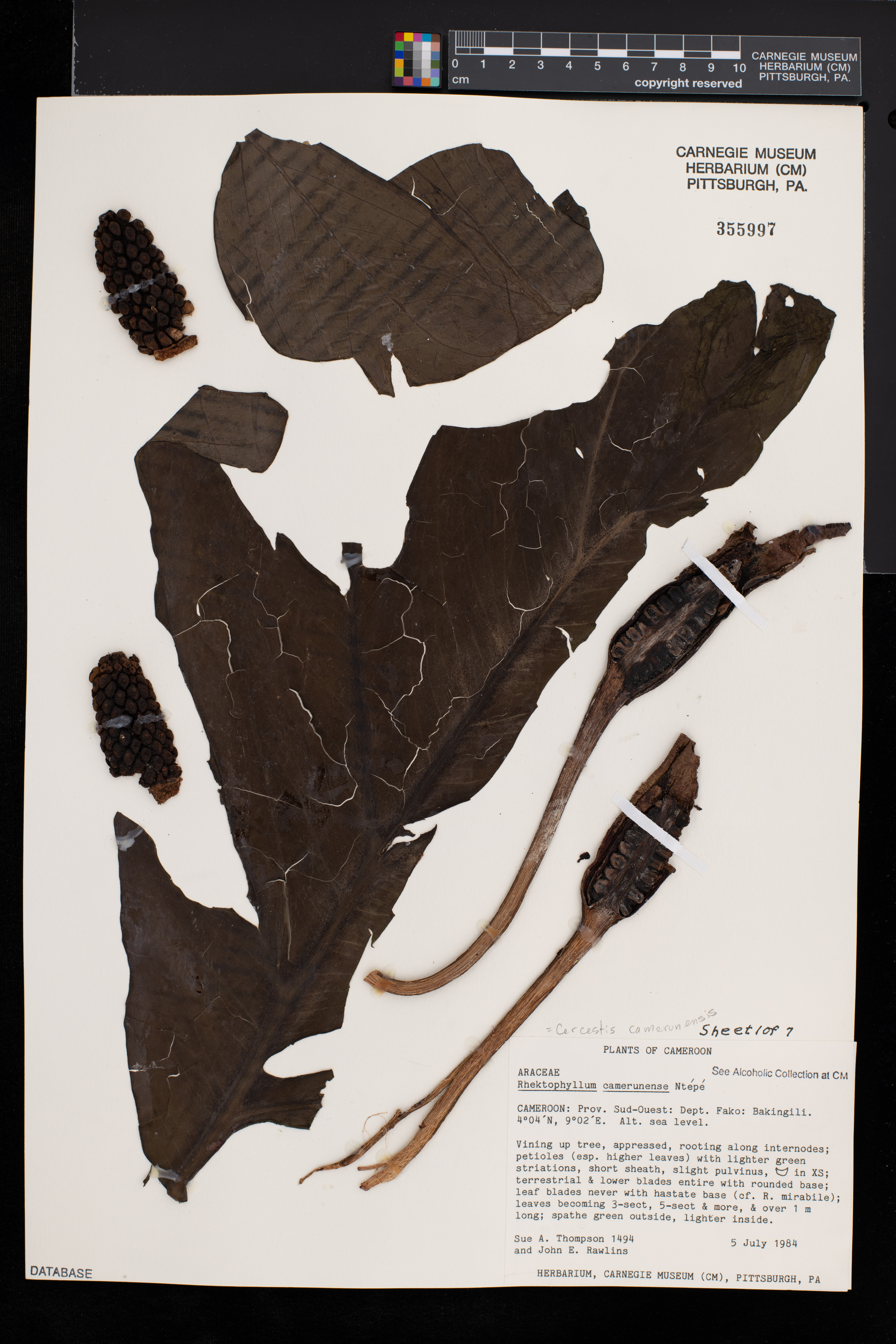 Cercestis camerunensis image