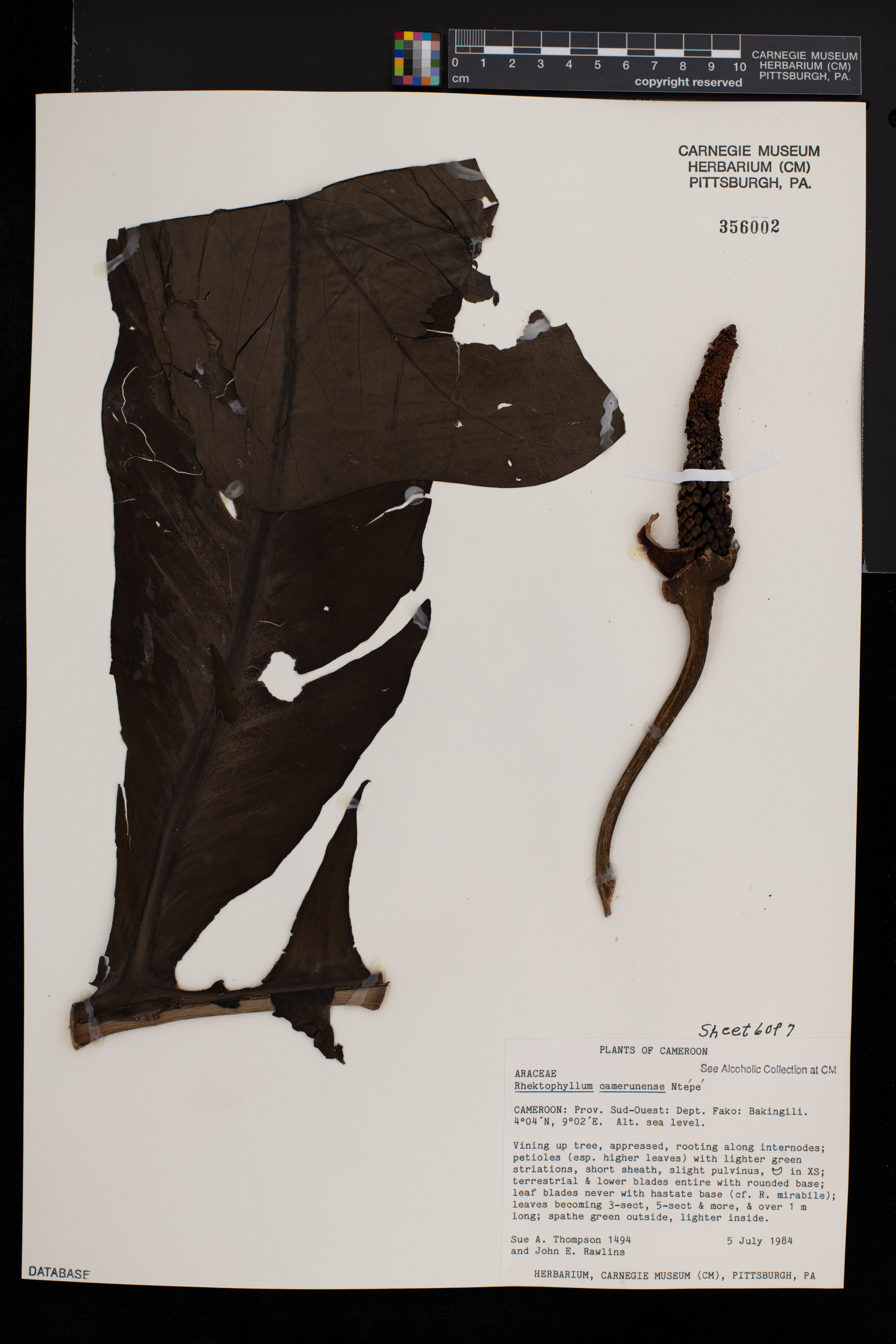 Cercestis image