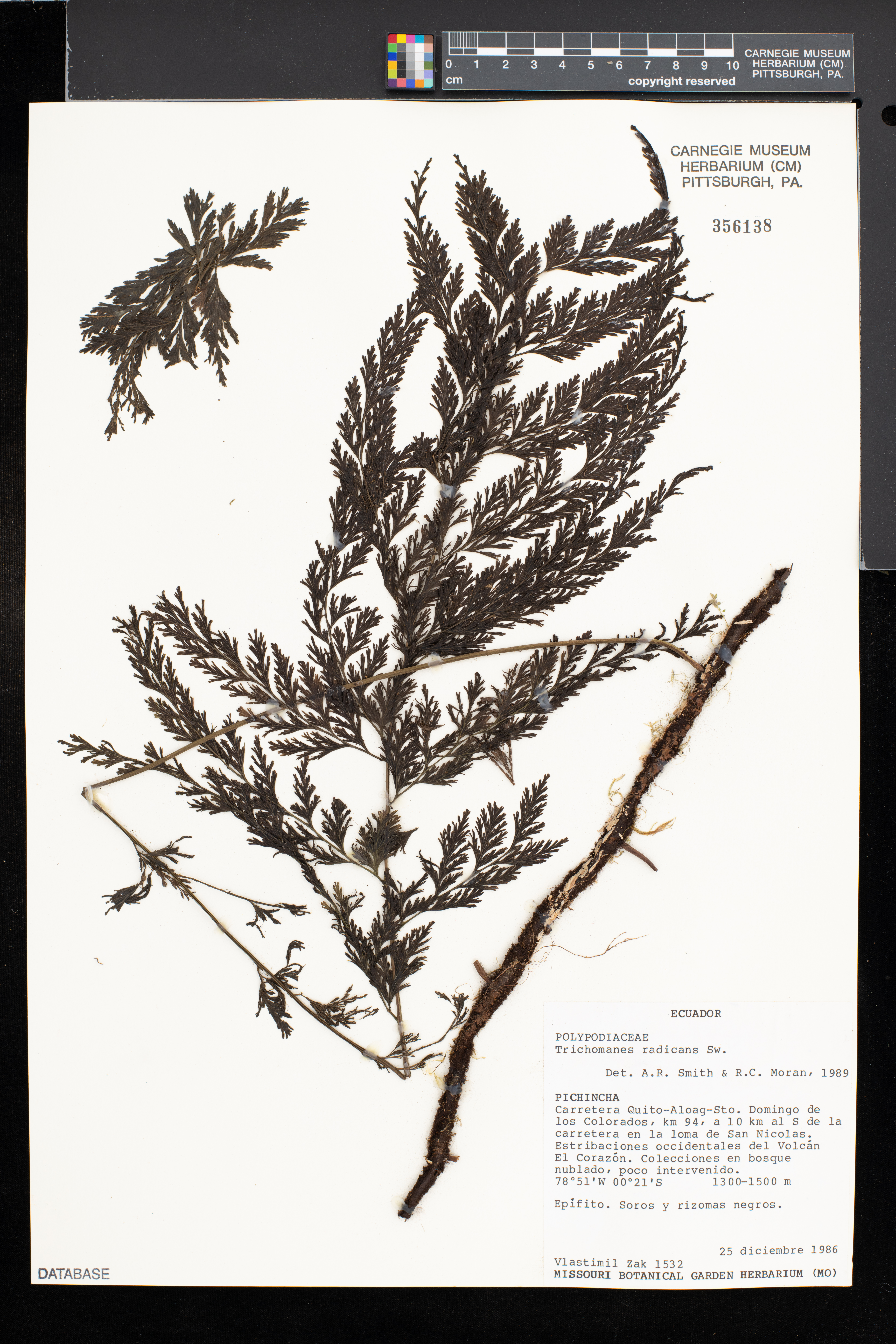 Trichomanes radicans image