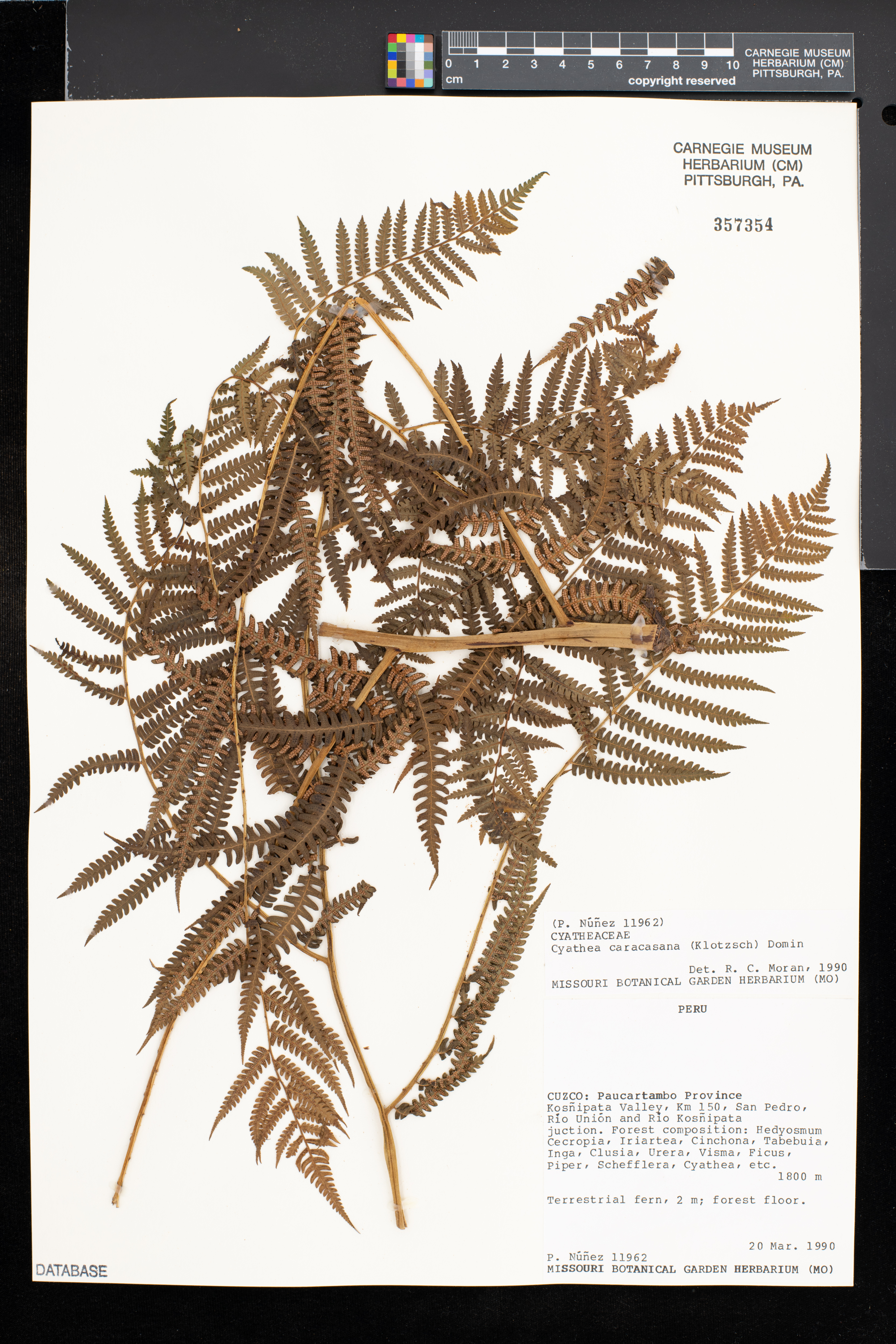 Cyathea caracasana image