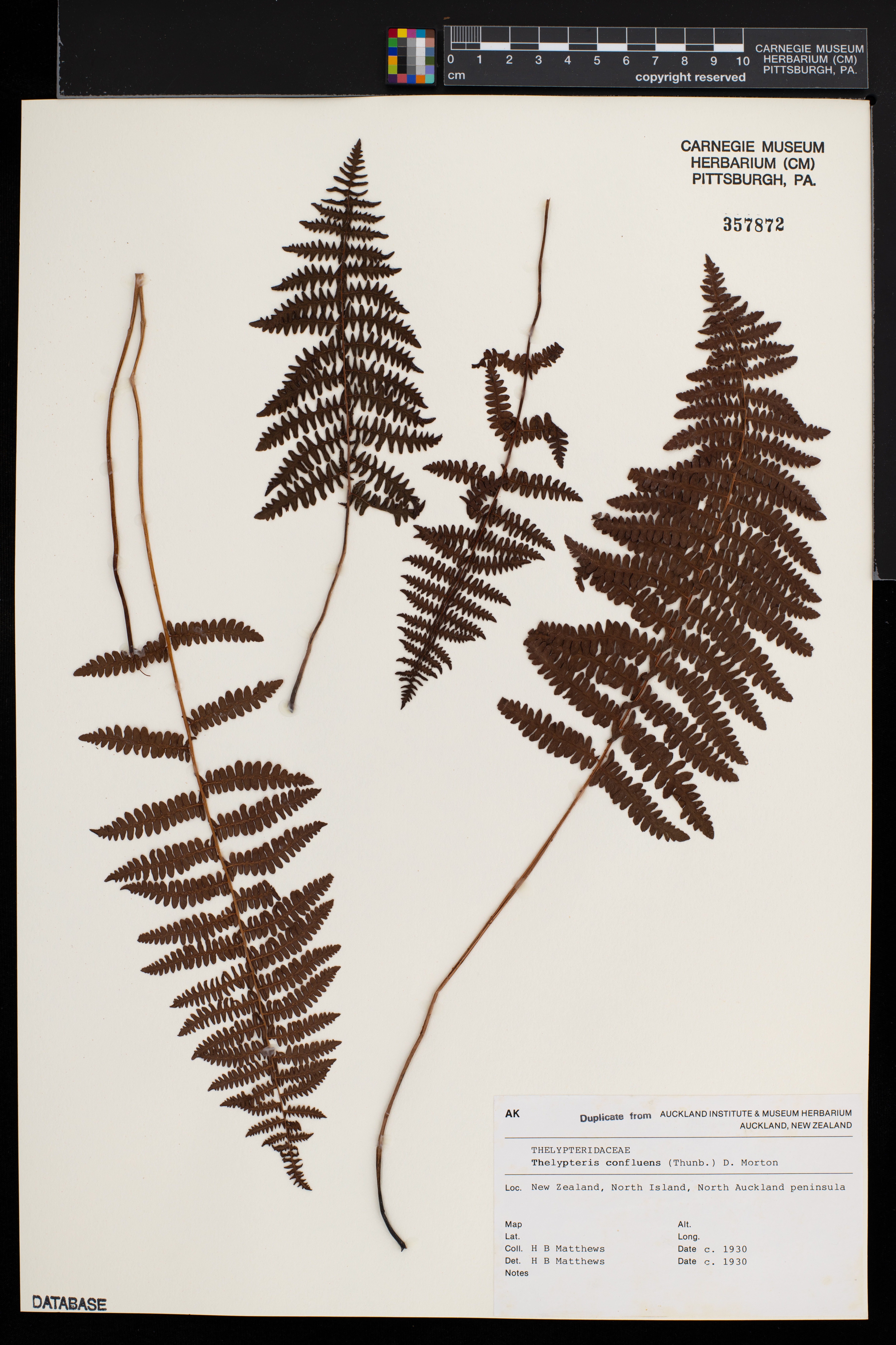 Thelypteris confluens image