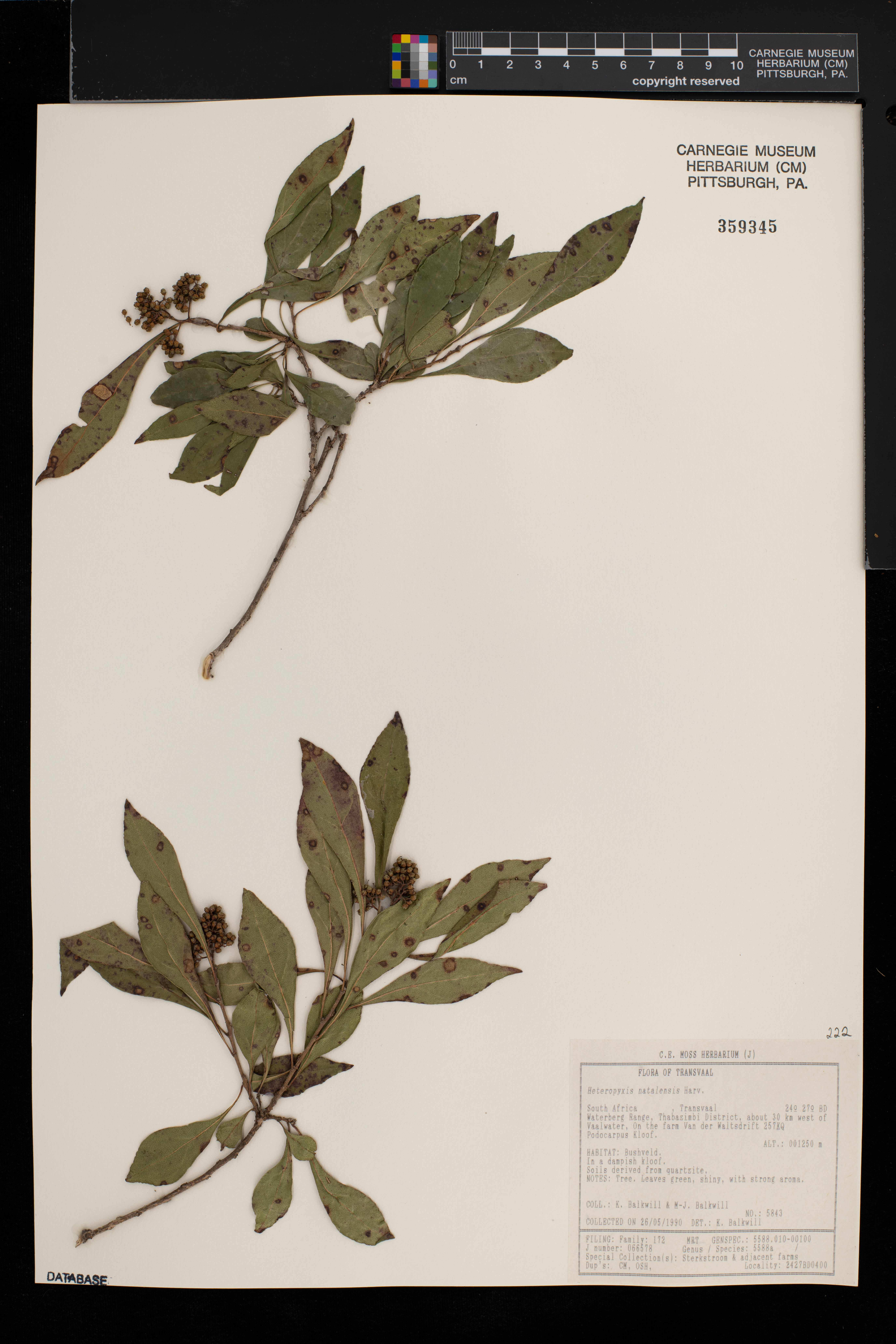 Heteropyxis natalensis image