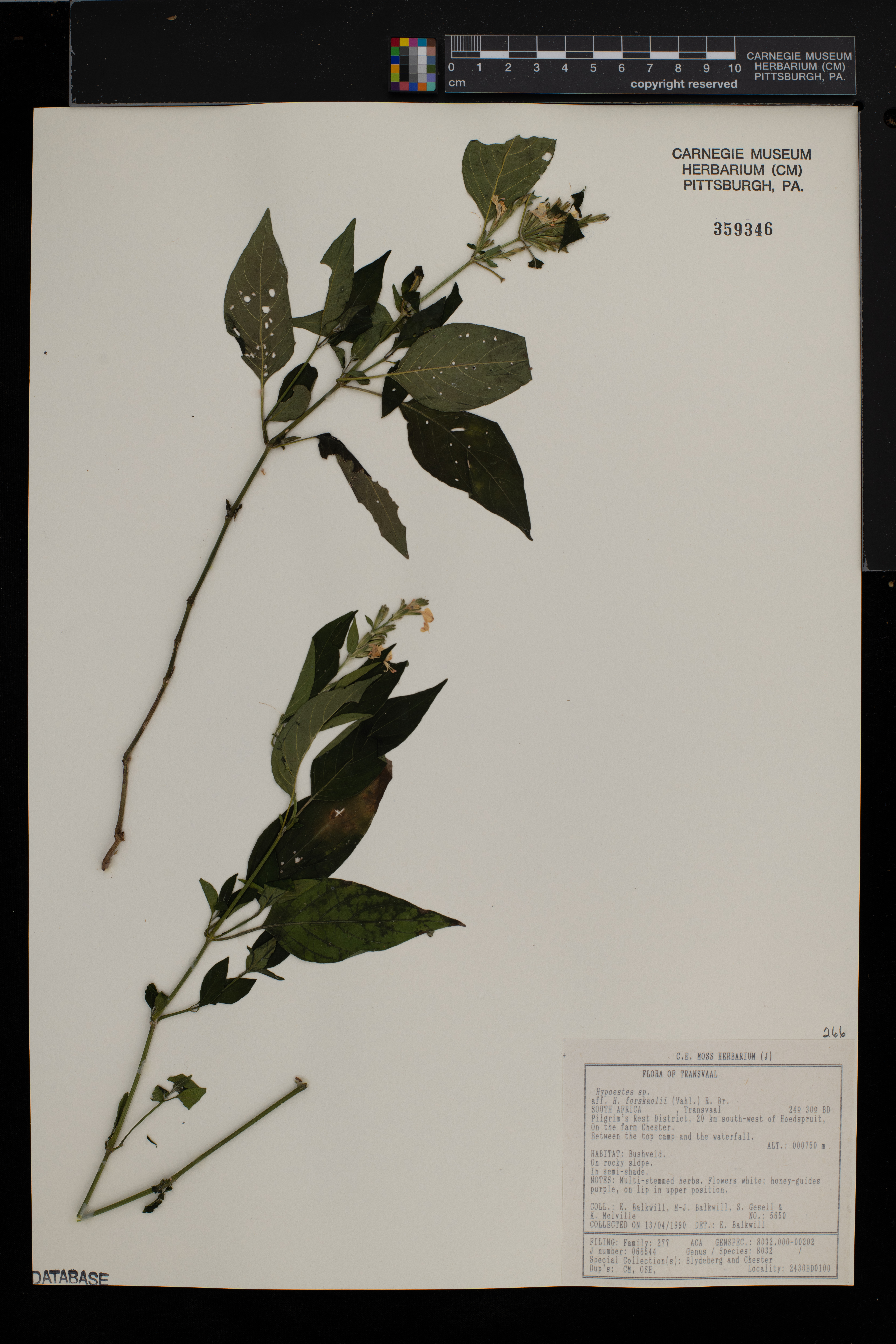 Hypoestes forskaolii image