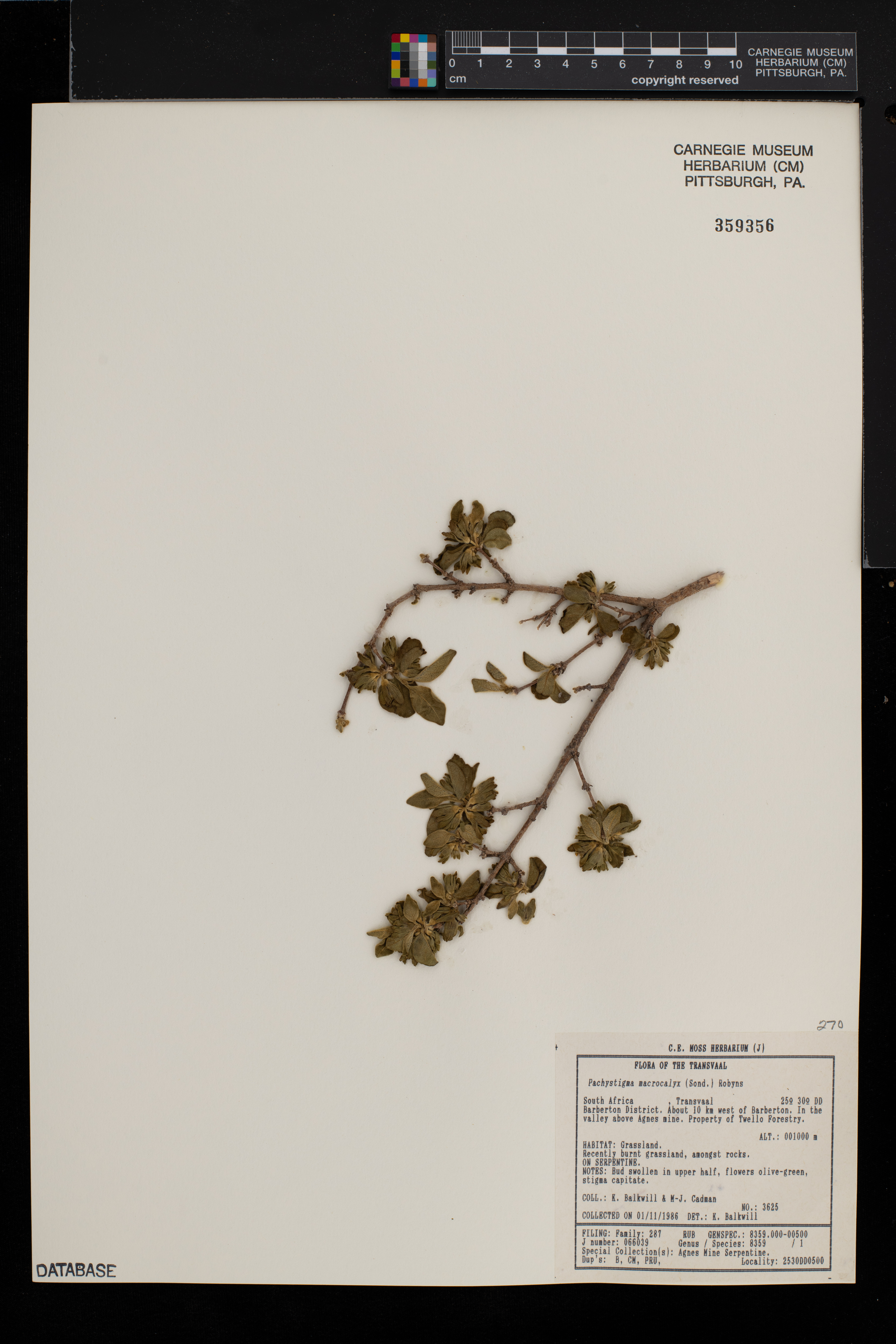 Vangueria macrocalyx image
