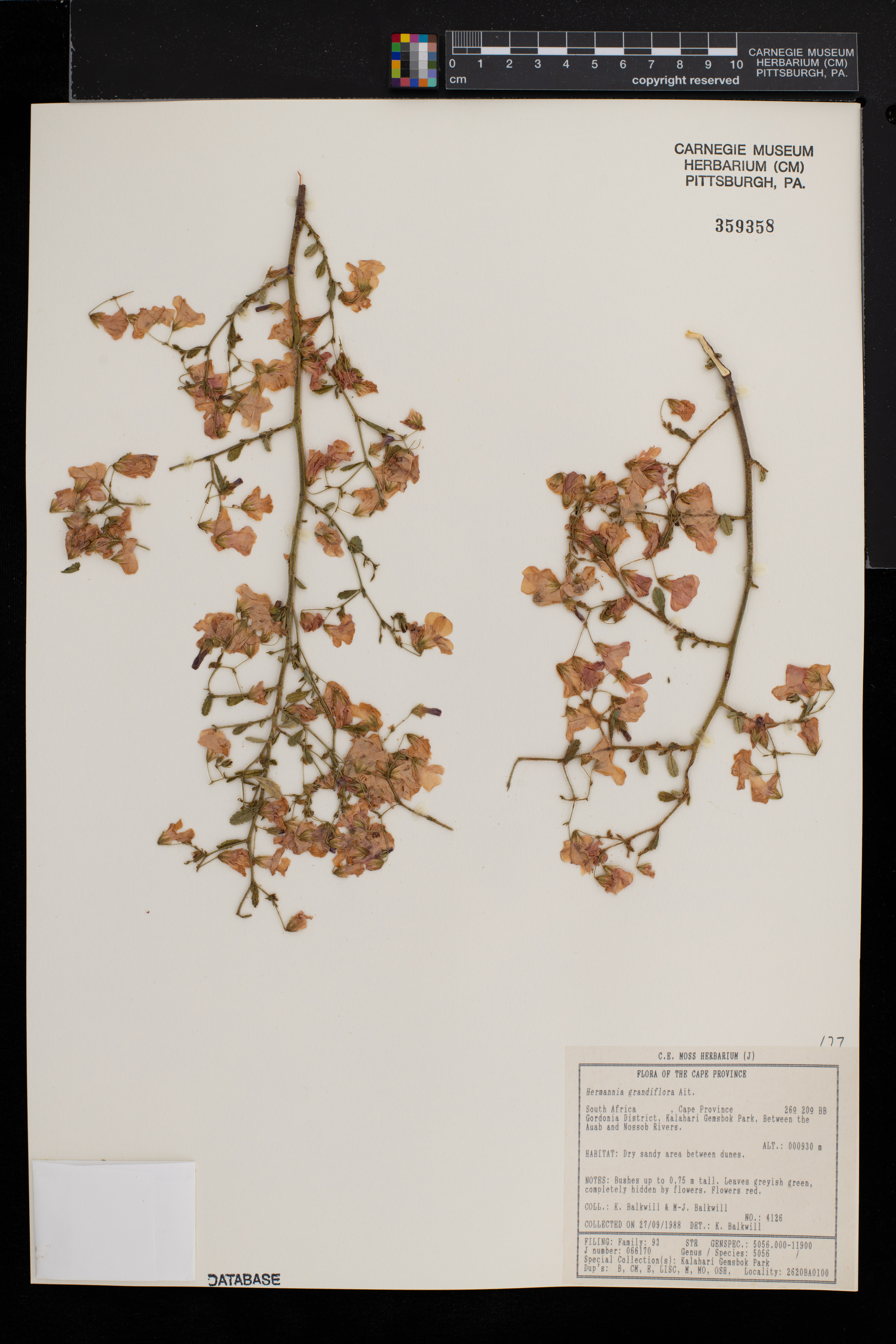 Hermannia grandiflora image
