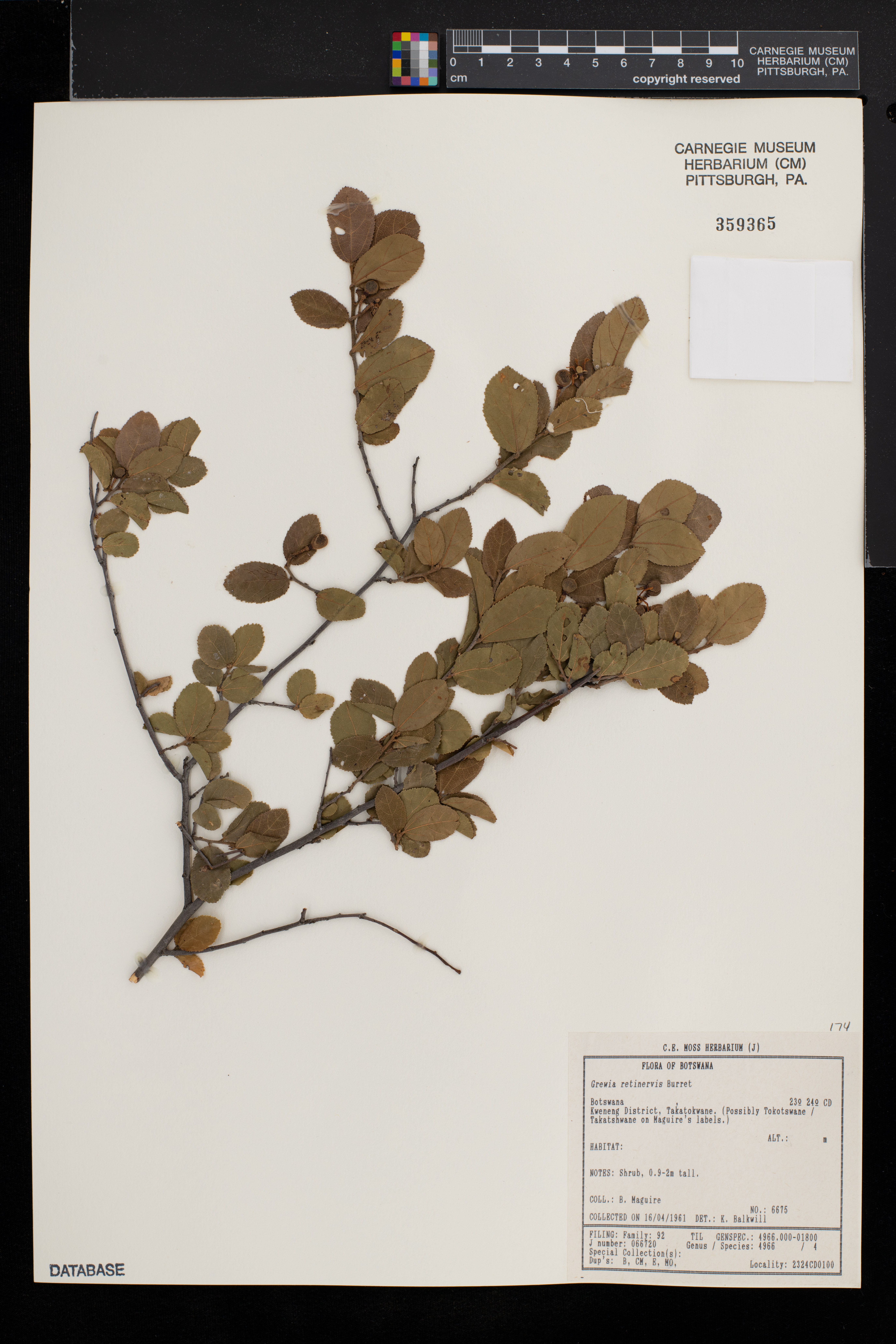 Grewia retinervis image