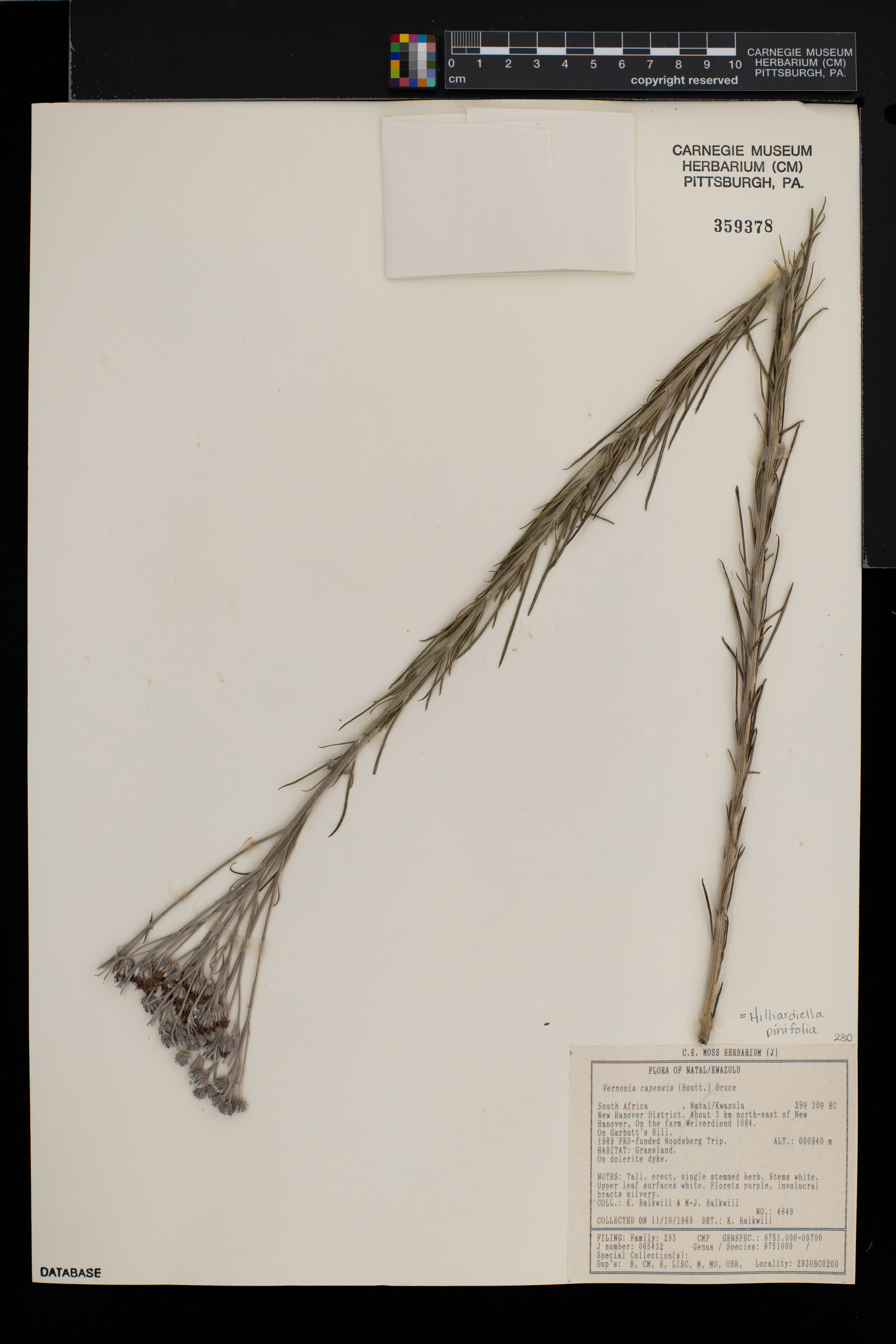 Hilliardiella pinifolia image