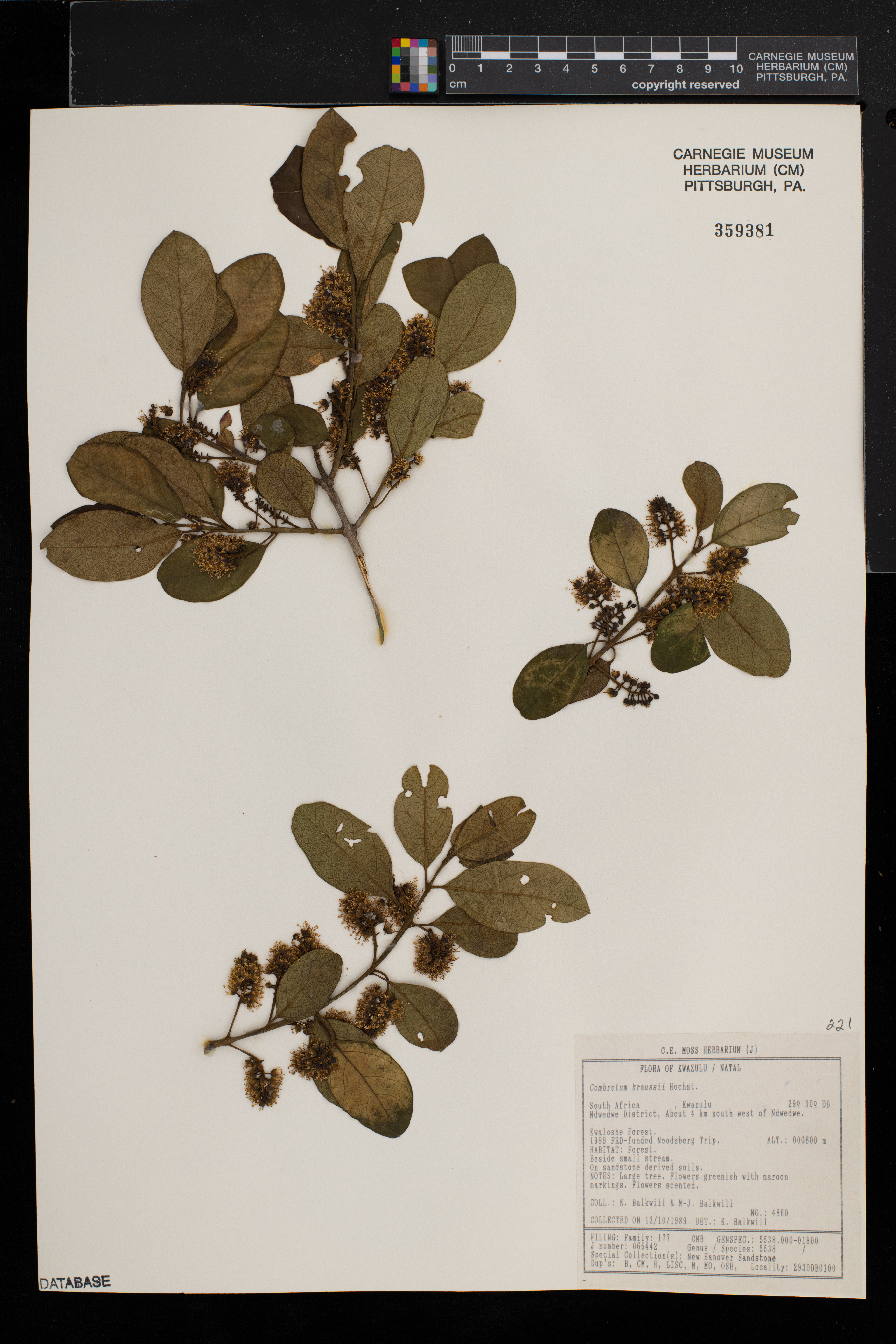 Combretum kraussii image