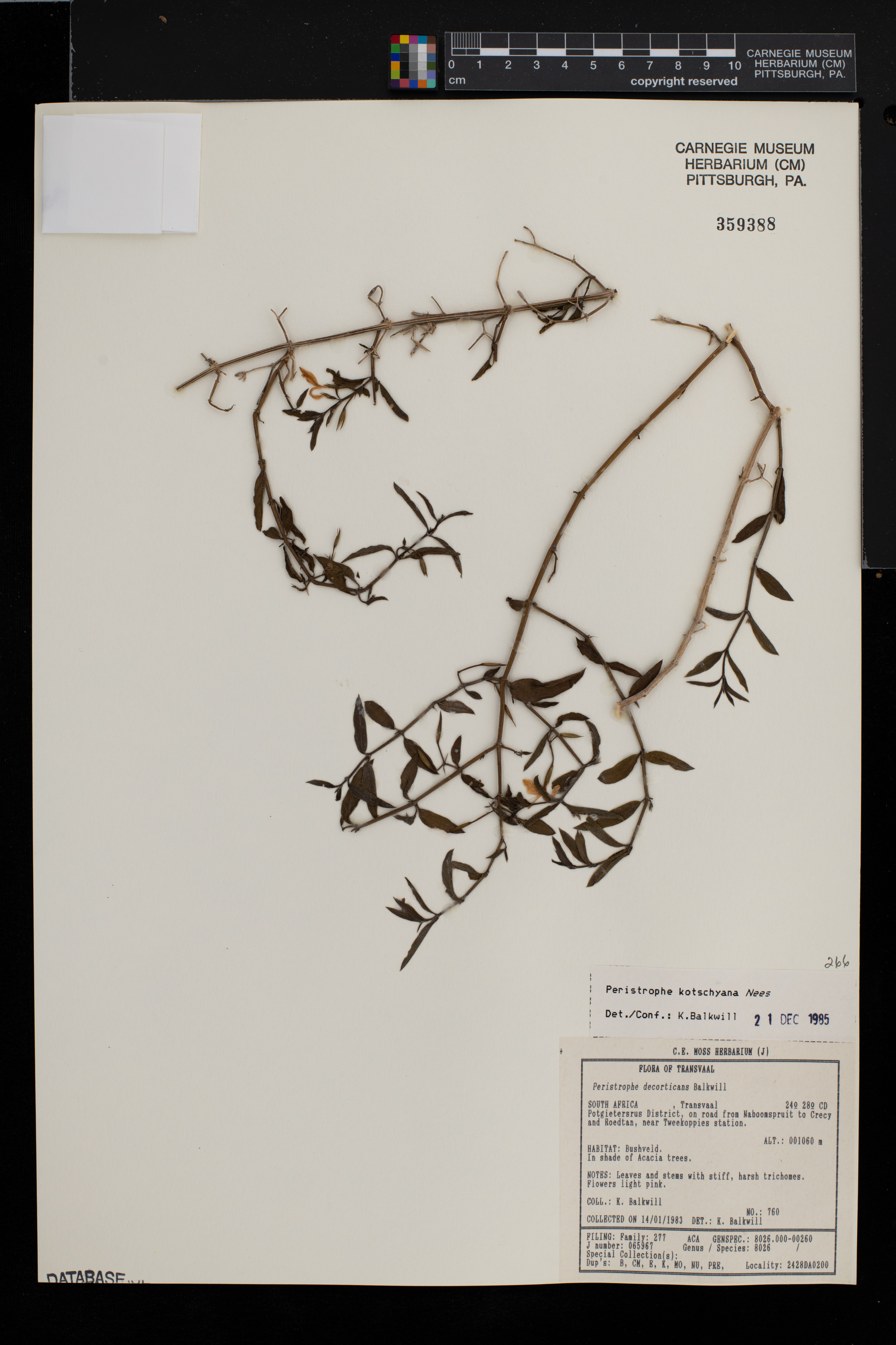 Dicliptera paniculata image