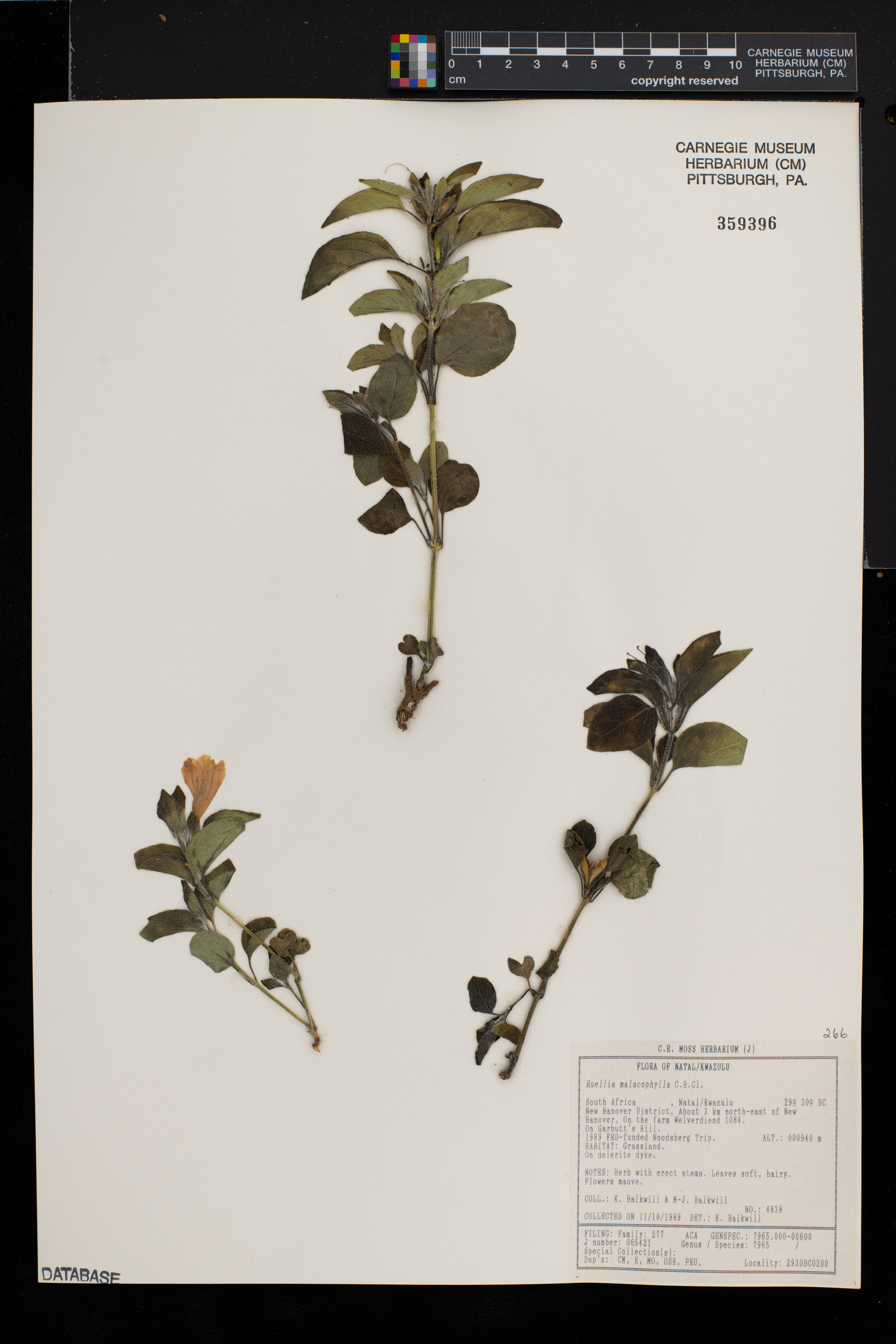 Crabbea velutina image