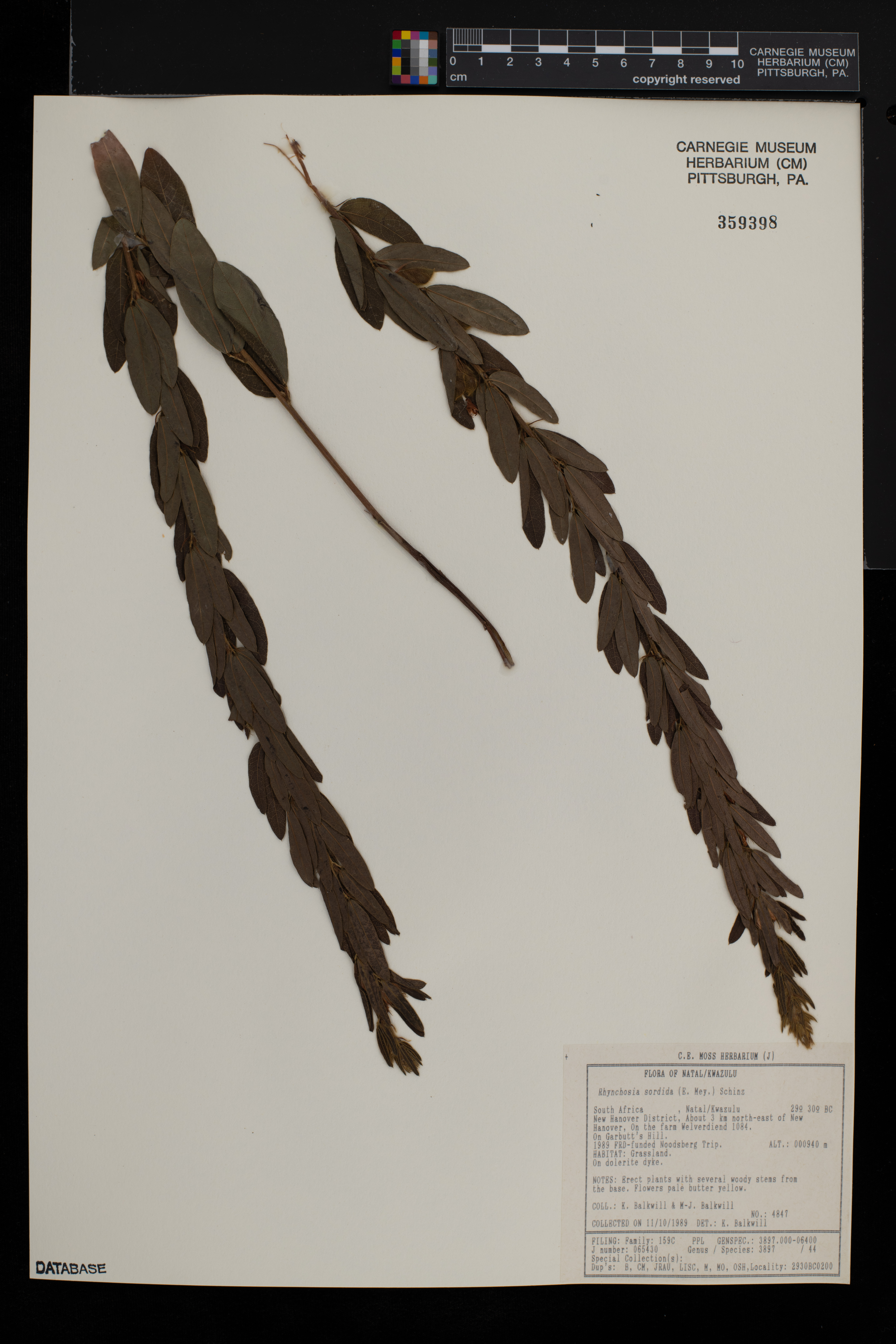 Rhynchosia sordida image