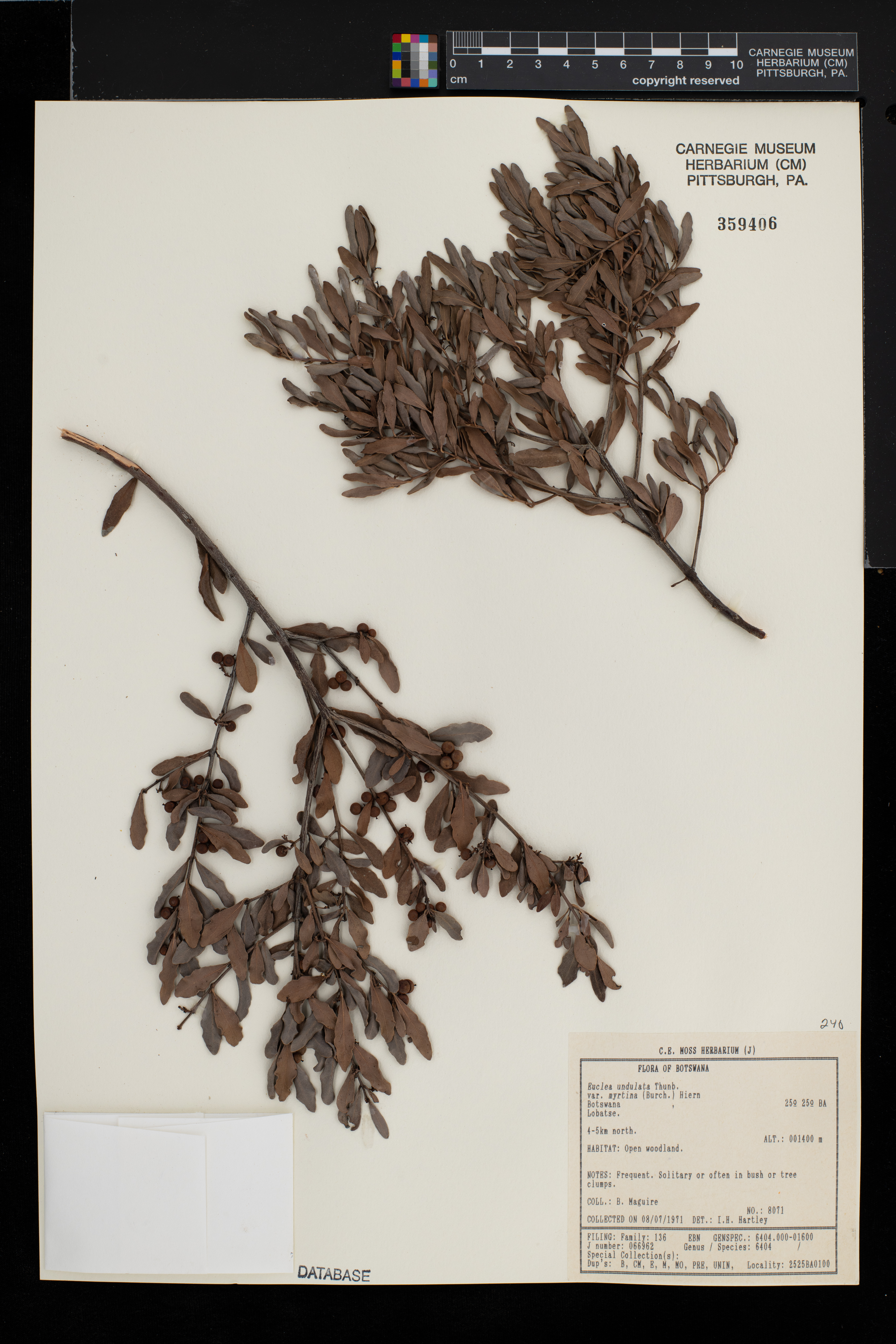 Euclea tomentosa image