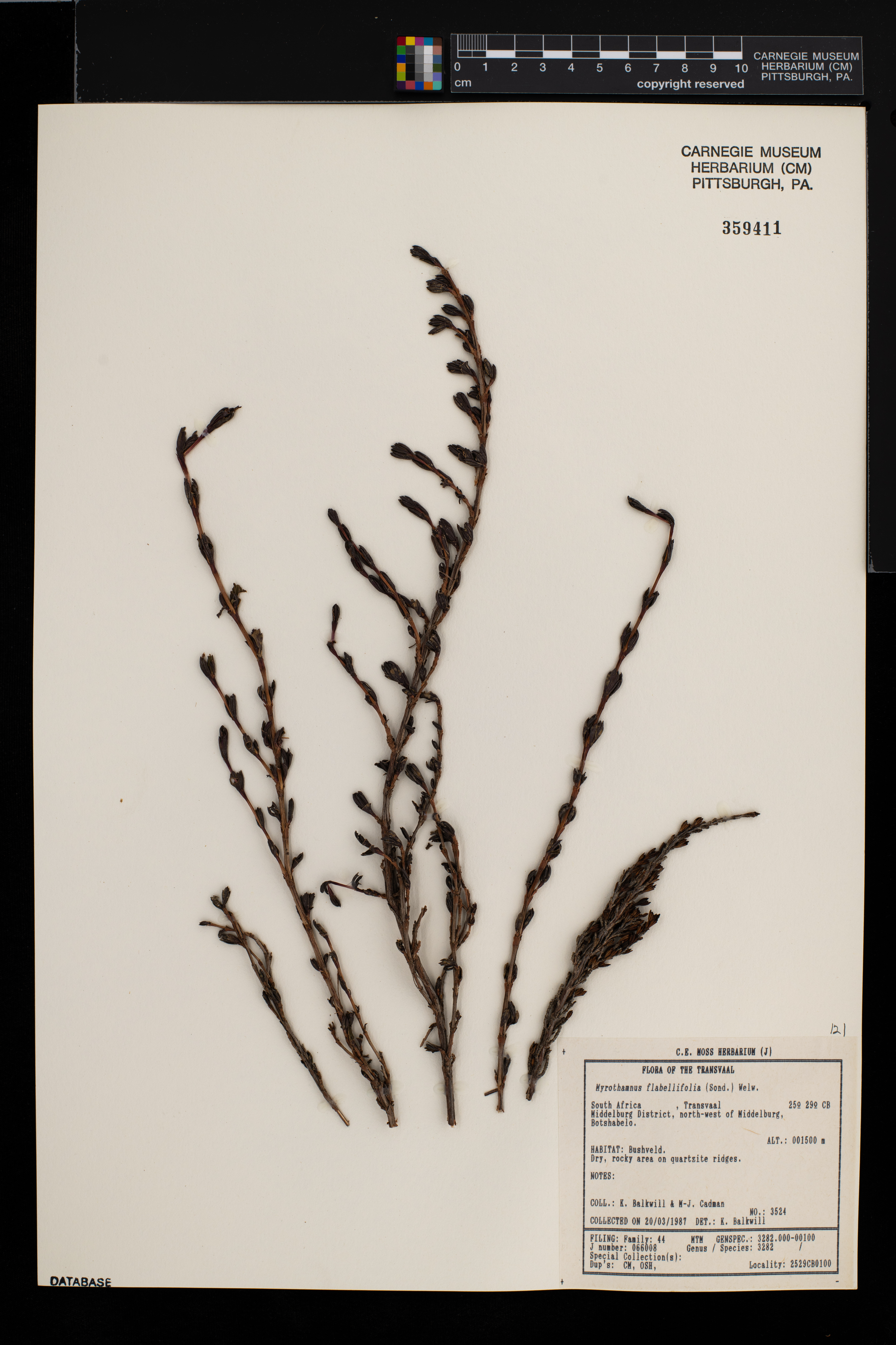 Myrothamnaceae image