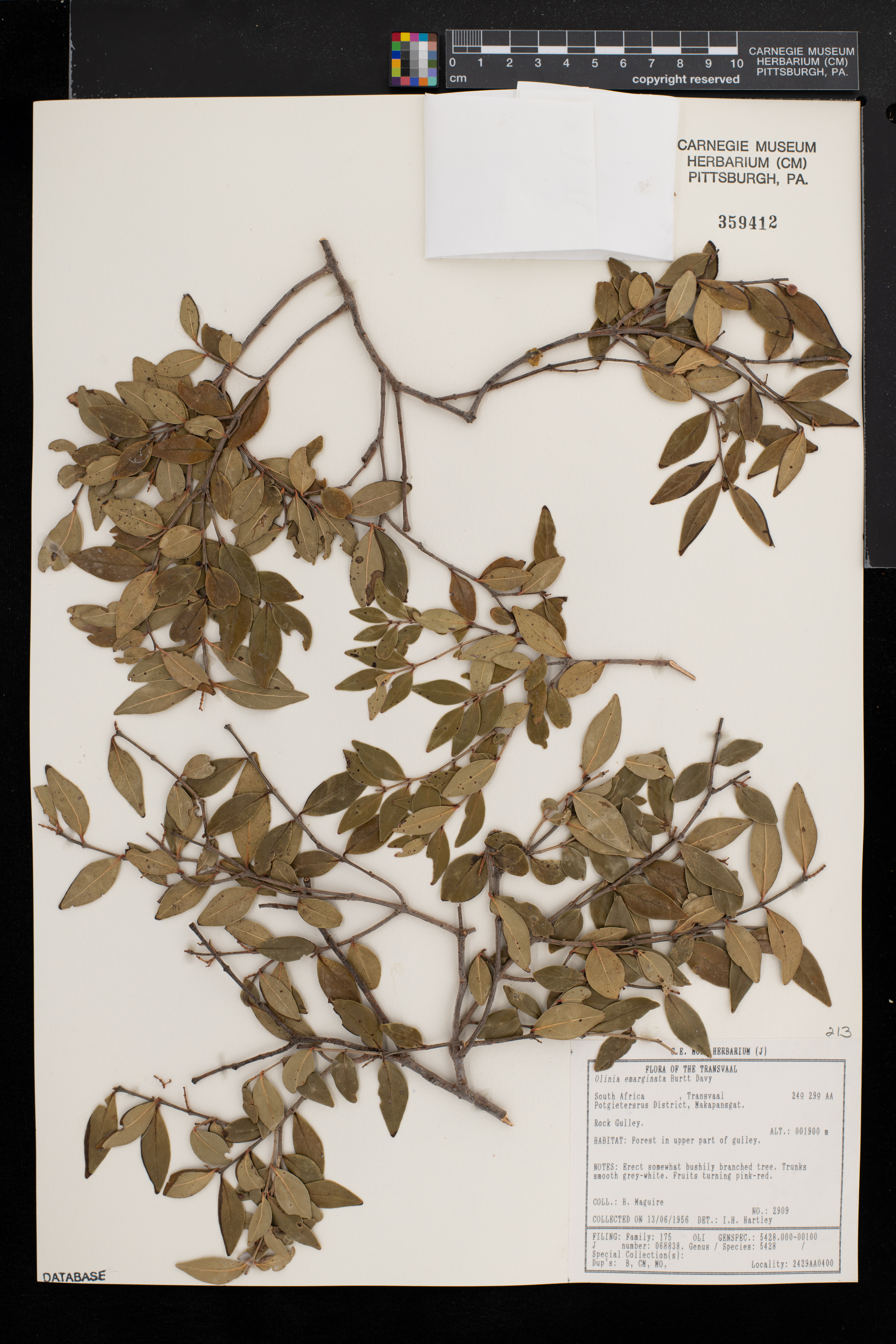 Olinia emarginata image
