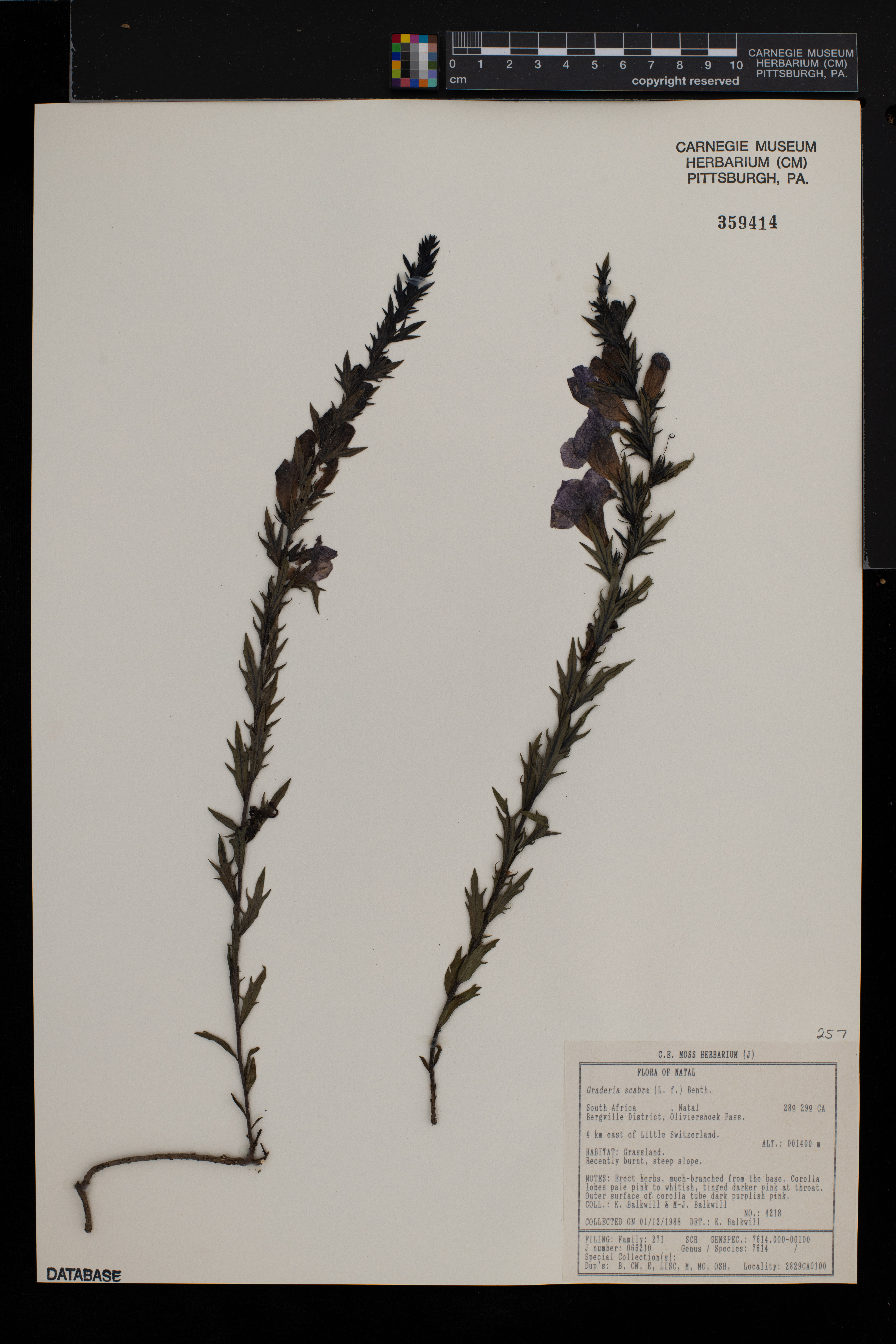 Graderia scabra image