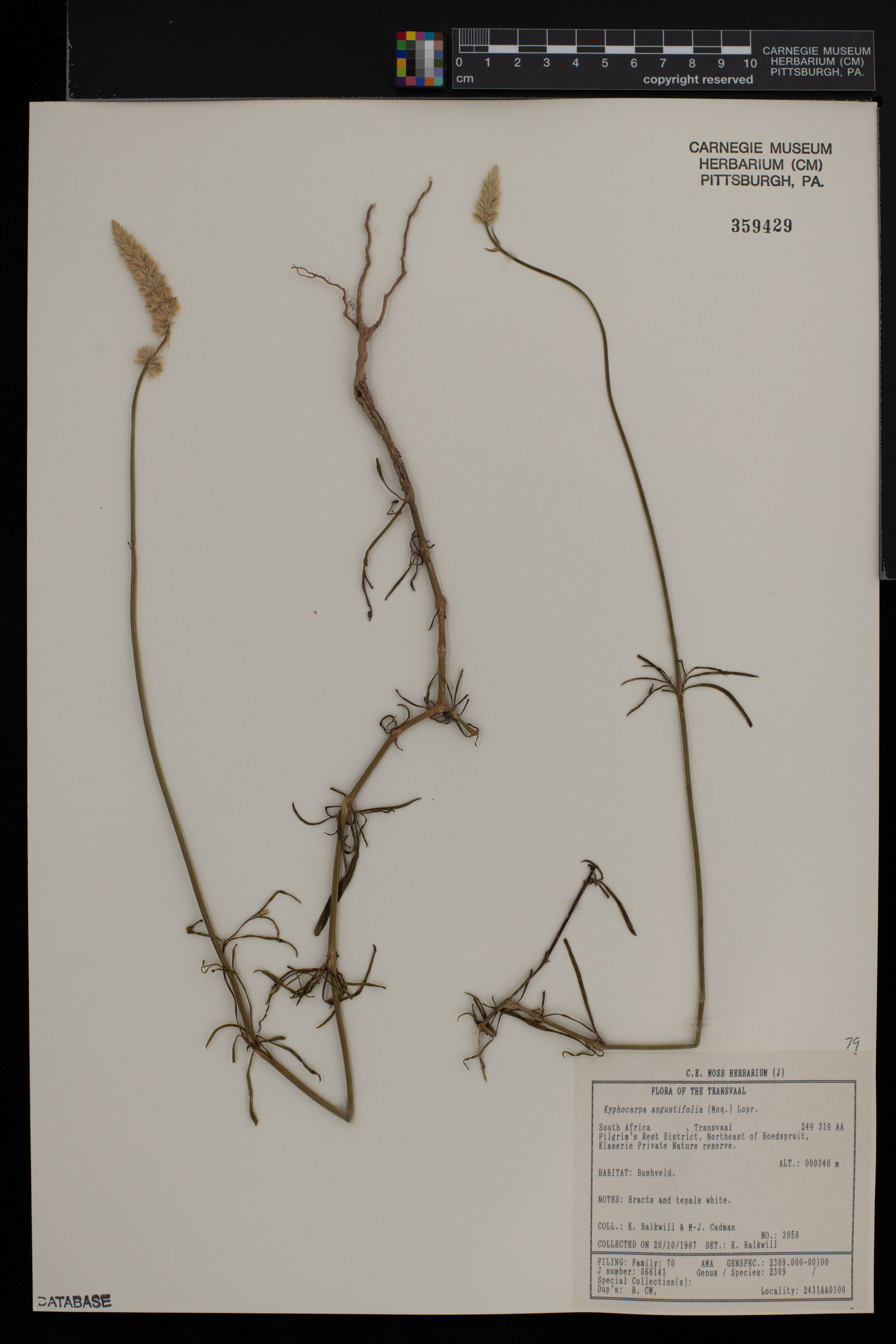 Kyphocarpa angustifolia image