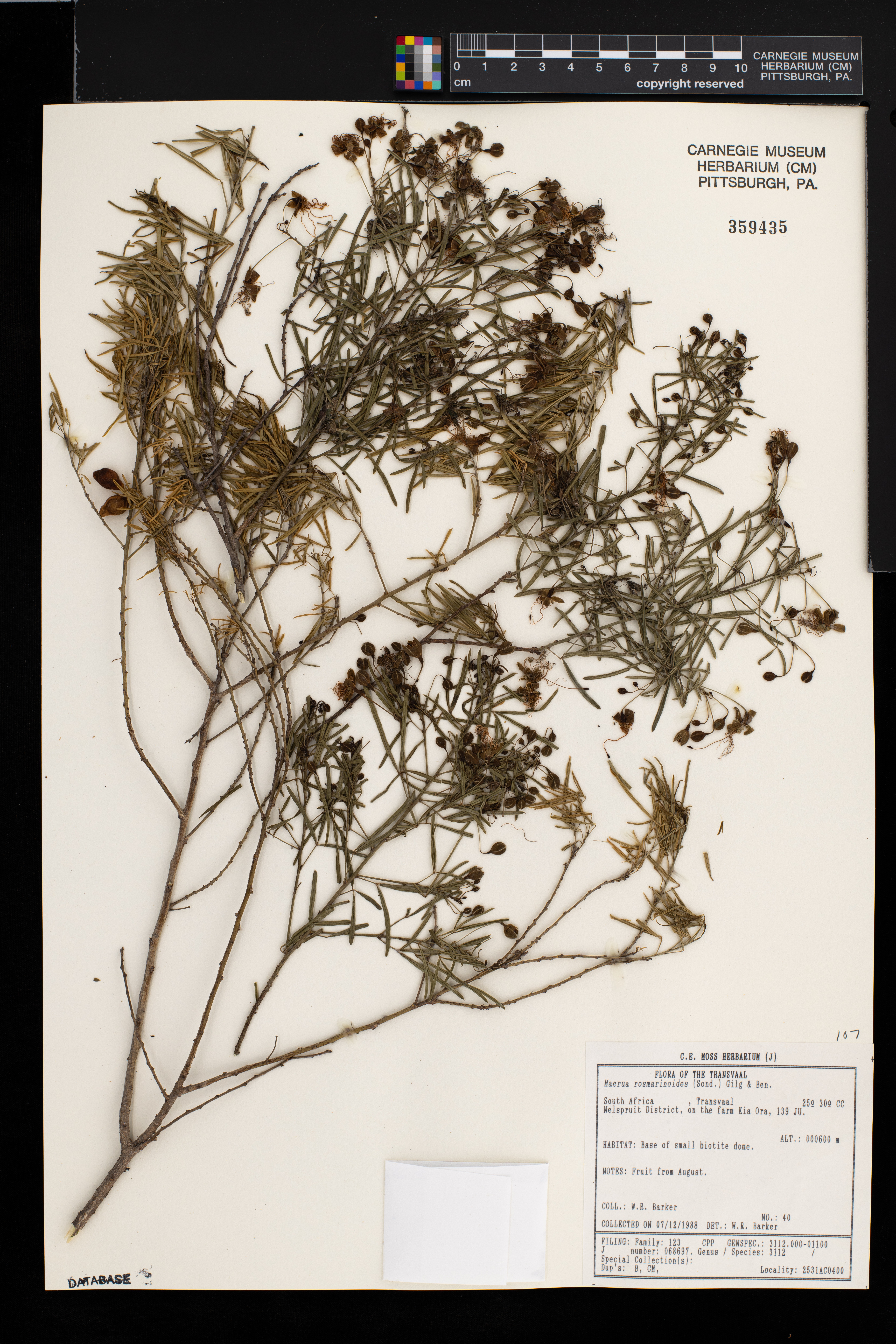 Maerua rosmarinoides image
