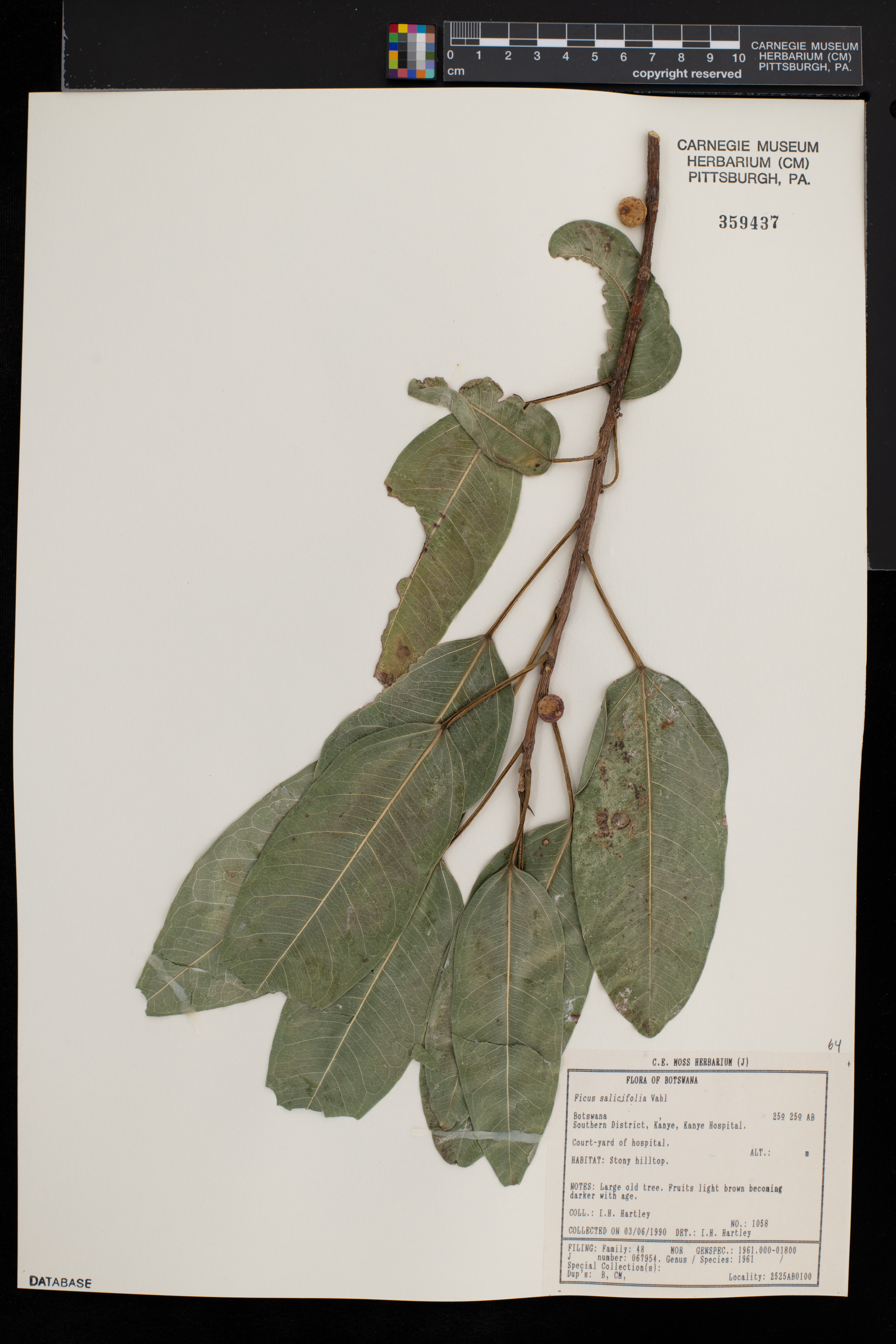 Ficus salicifolia image
