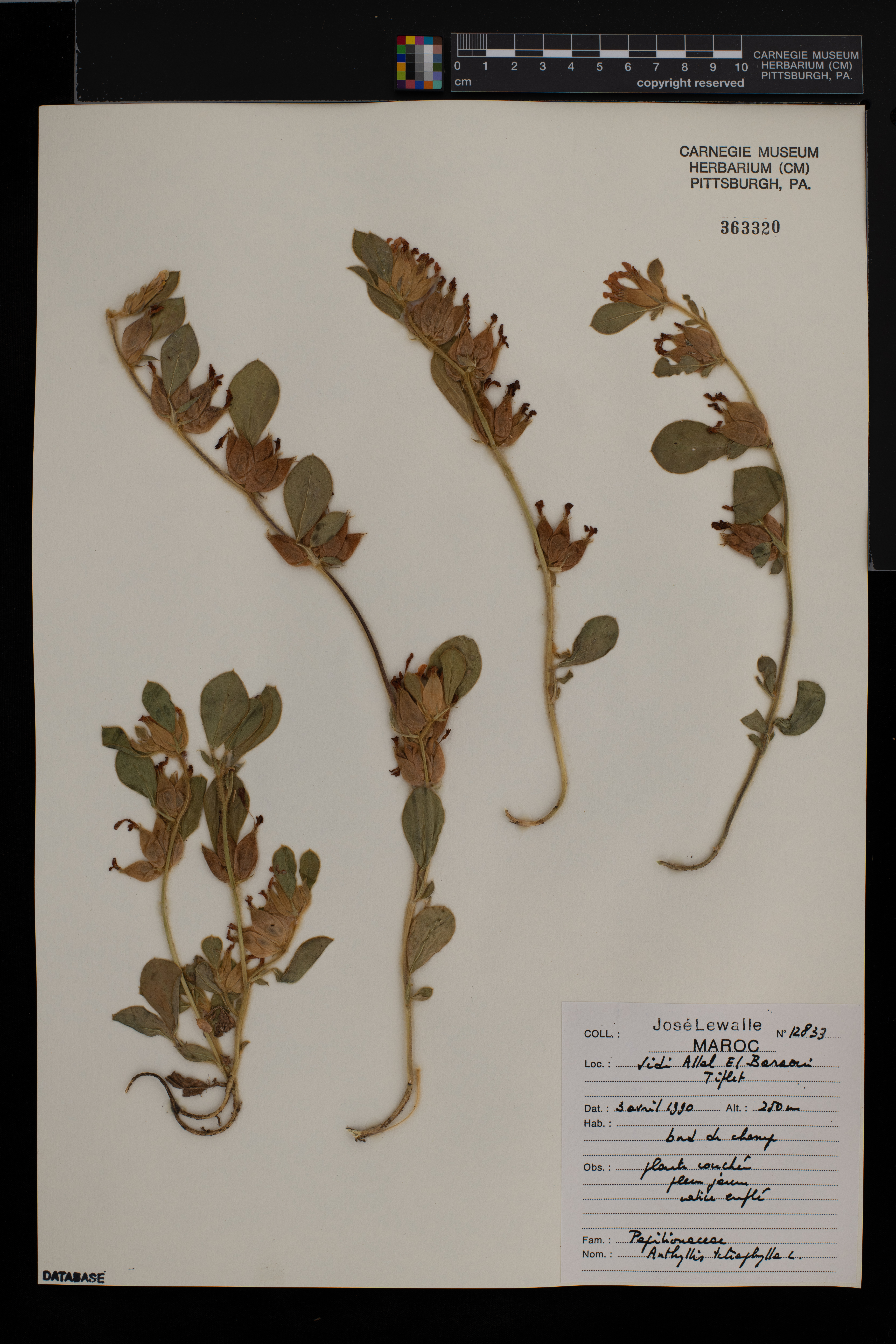 Anthyllis tetraphylla image