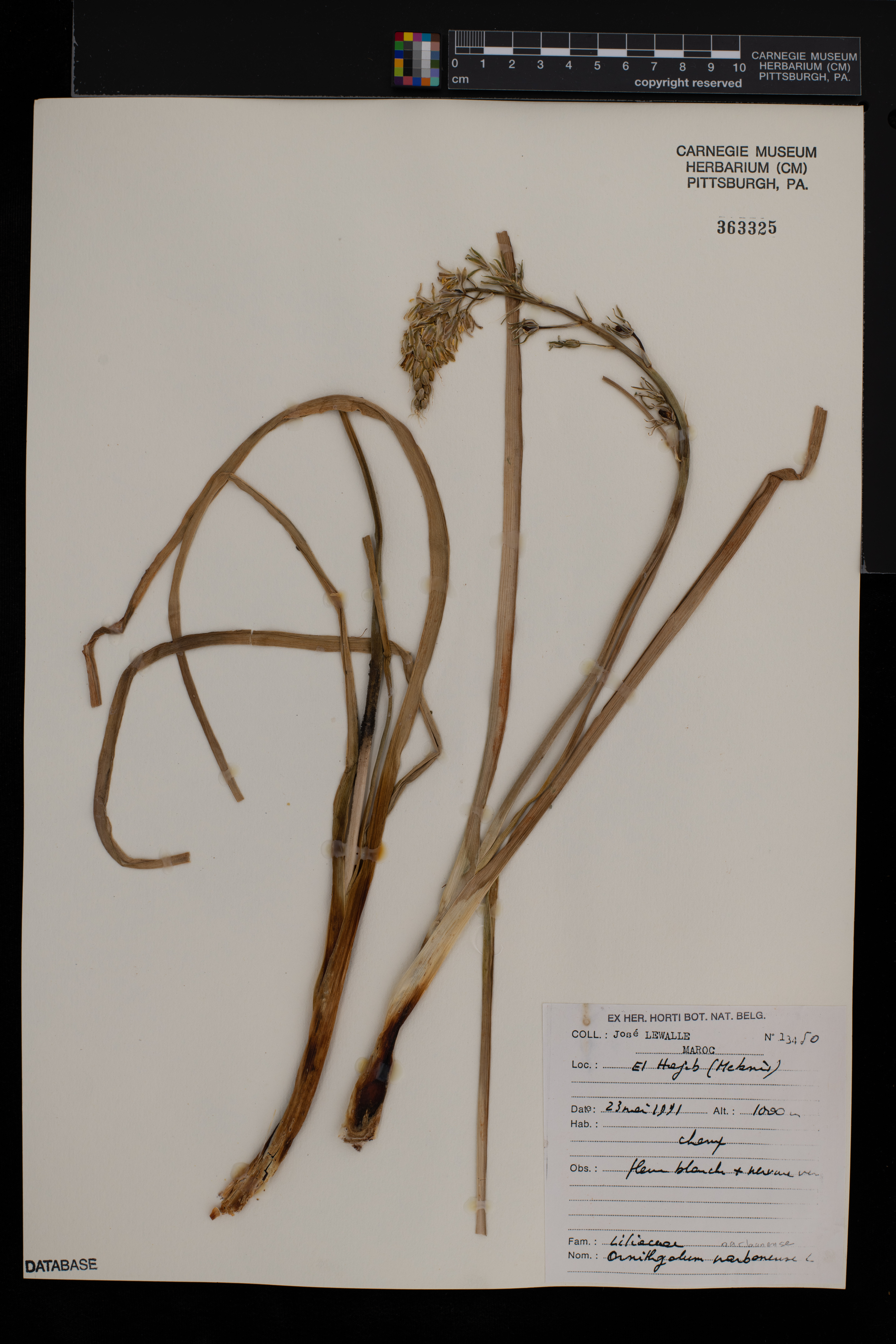 Ornithogalum narbonense image