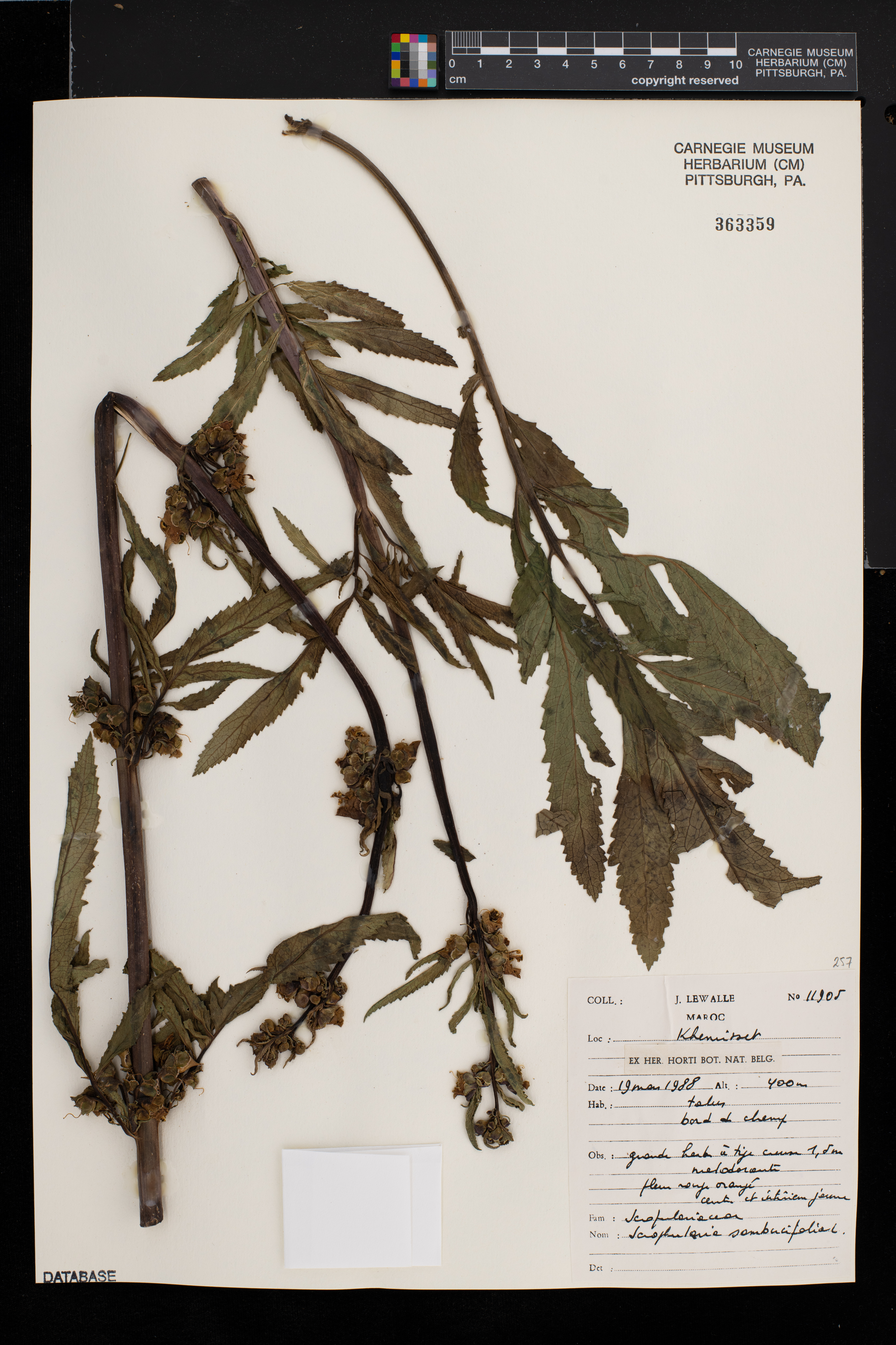 Scrophularia sambucifolia image