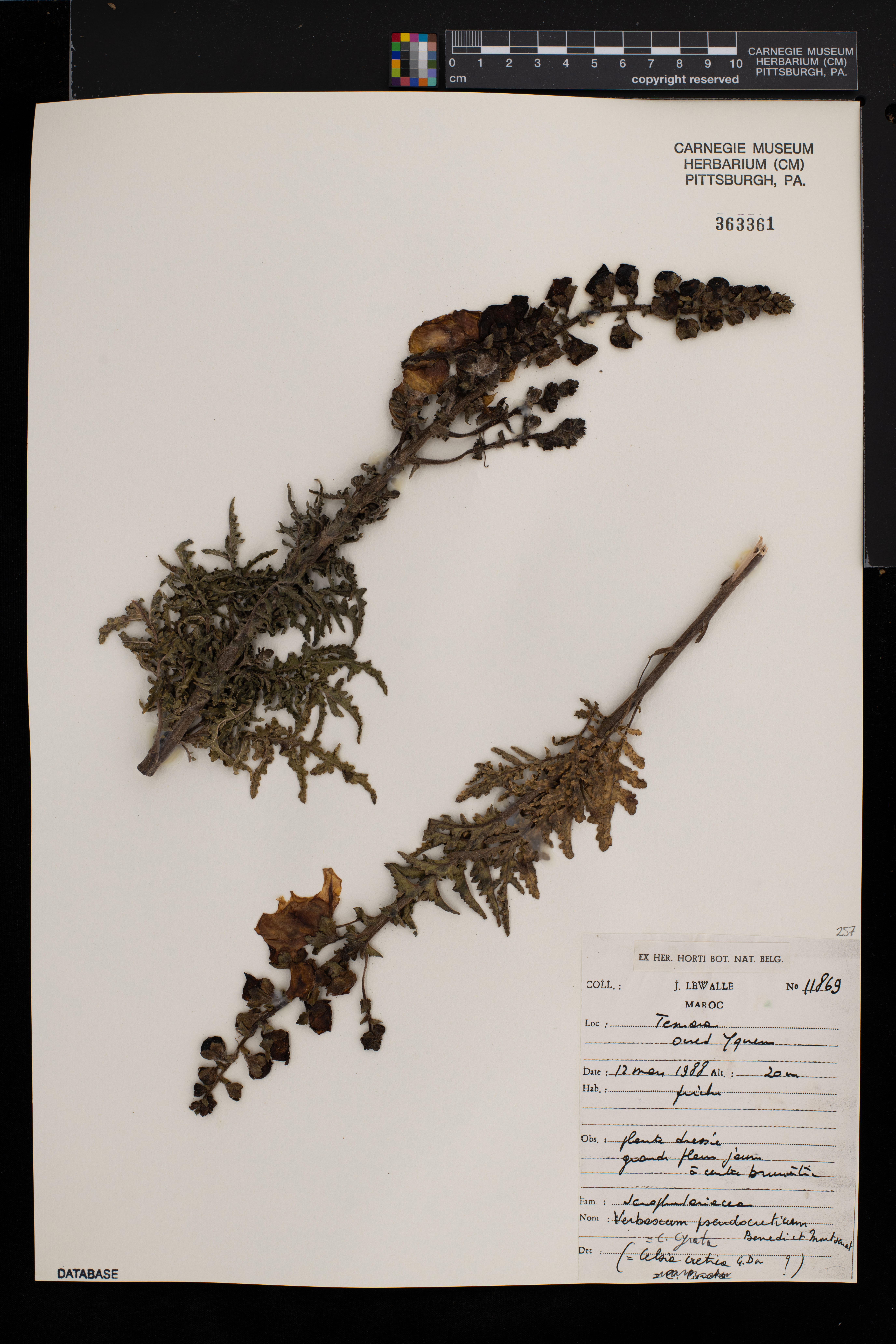 Verbascum pseudocreticum image