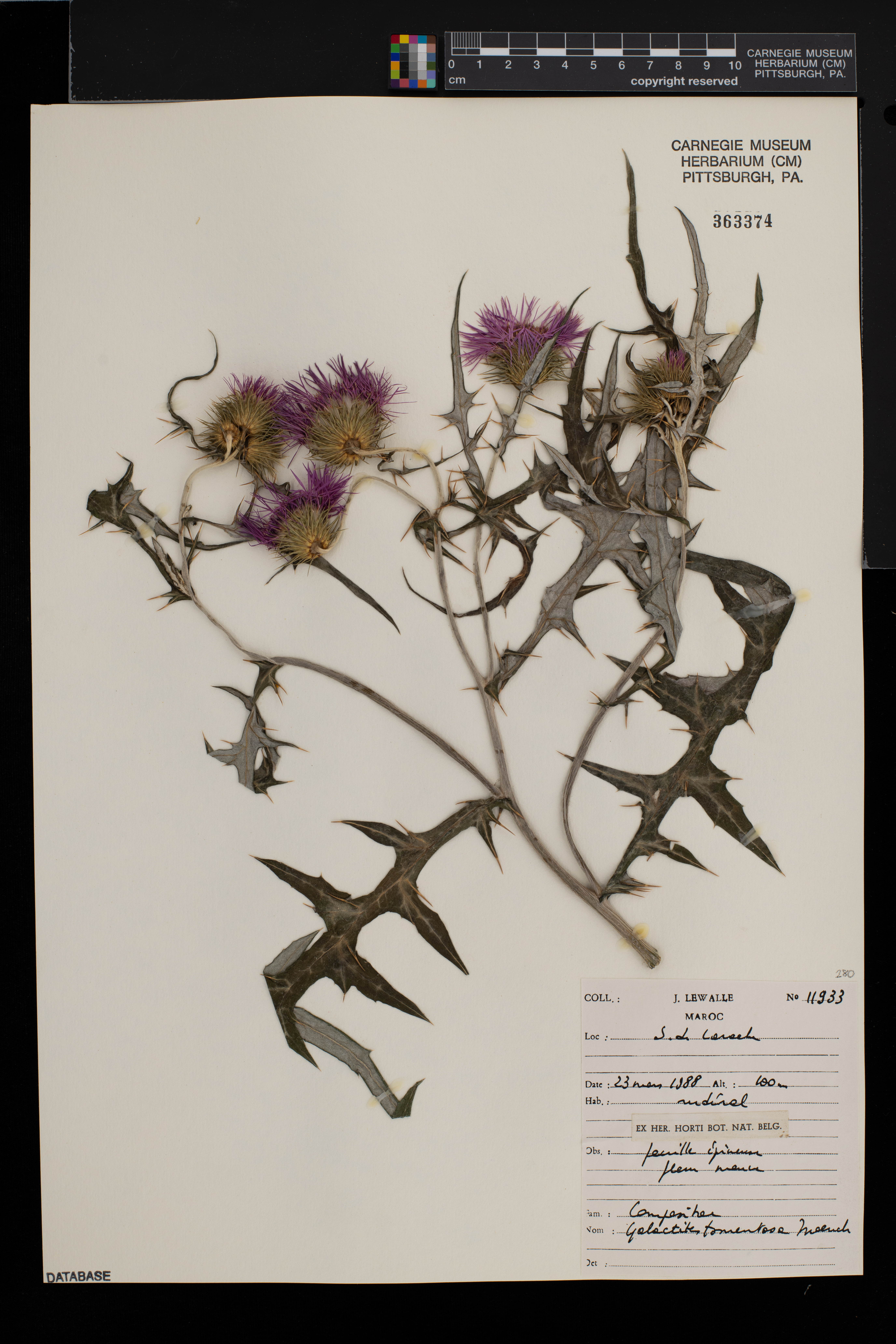 Galactites tomentosa image