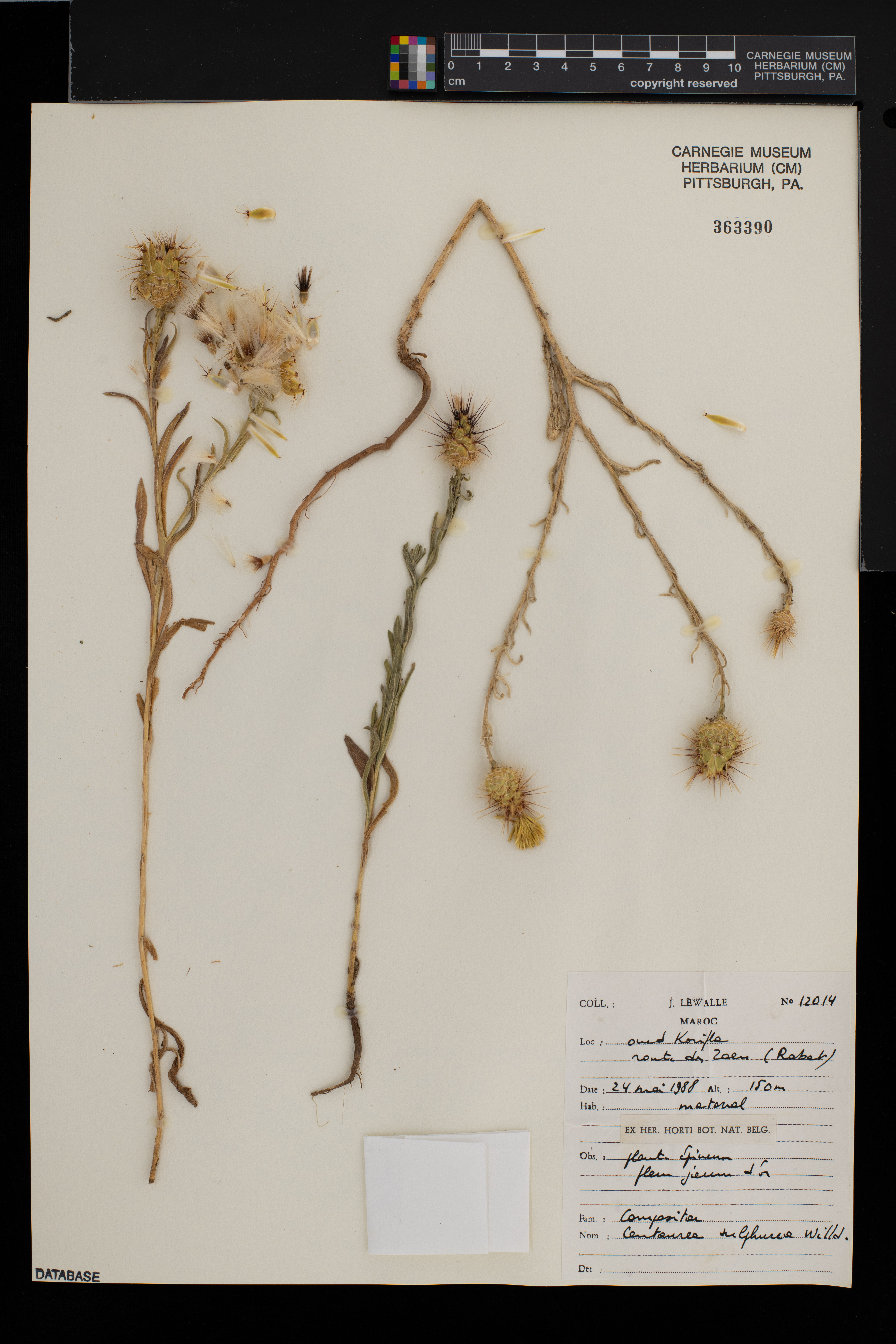 Centaurea sulphurea image