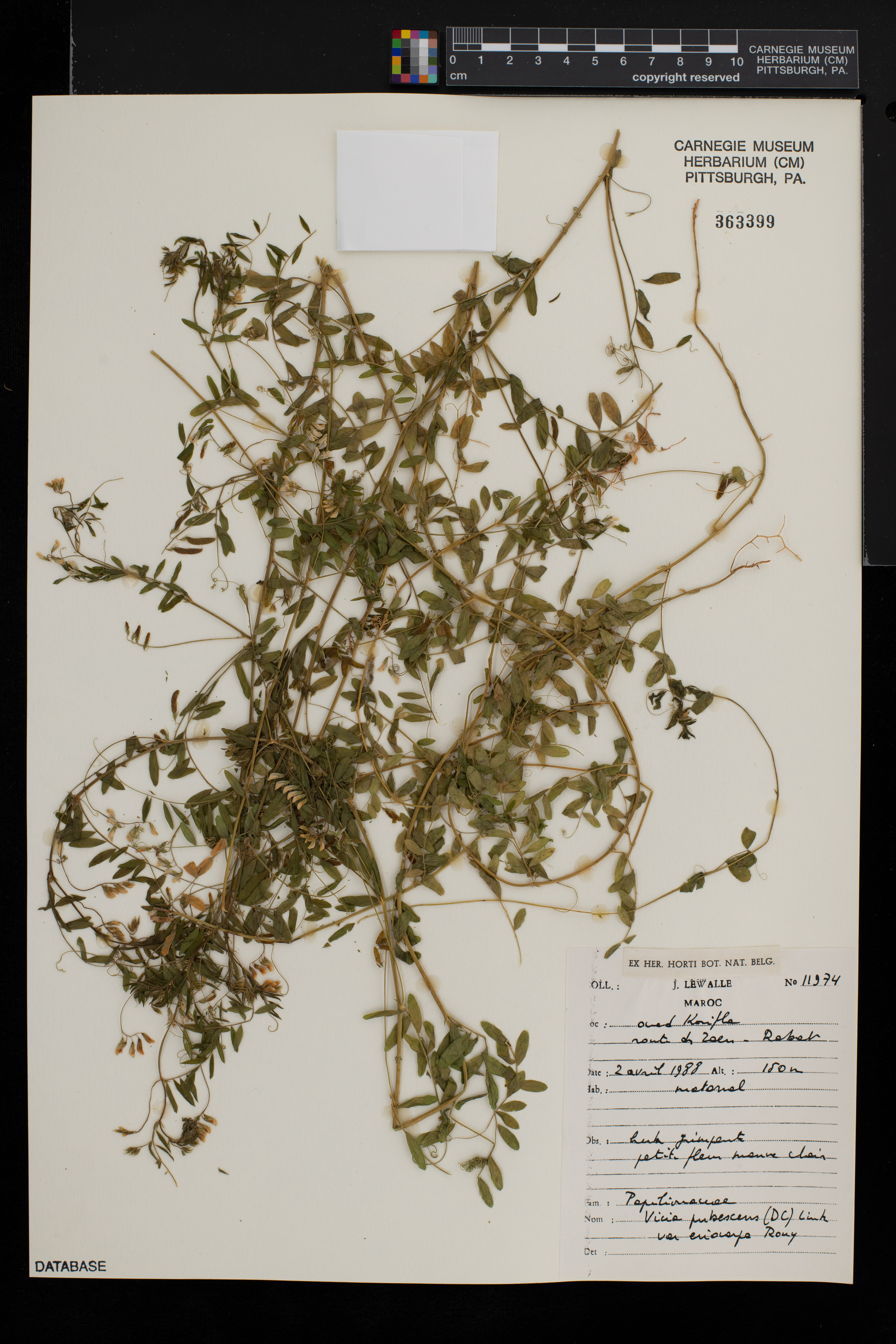 Vicia pubescens image