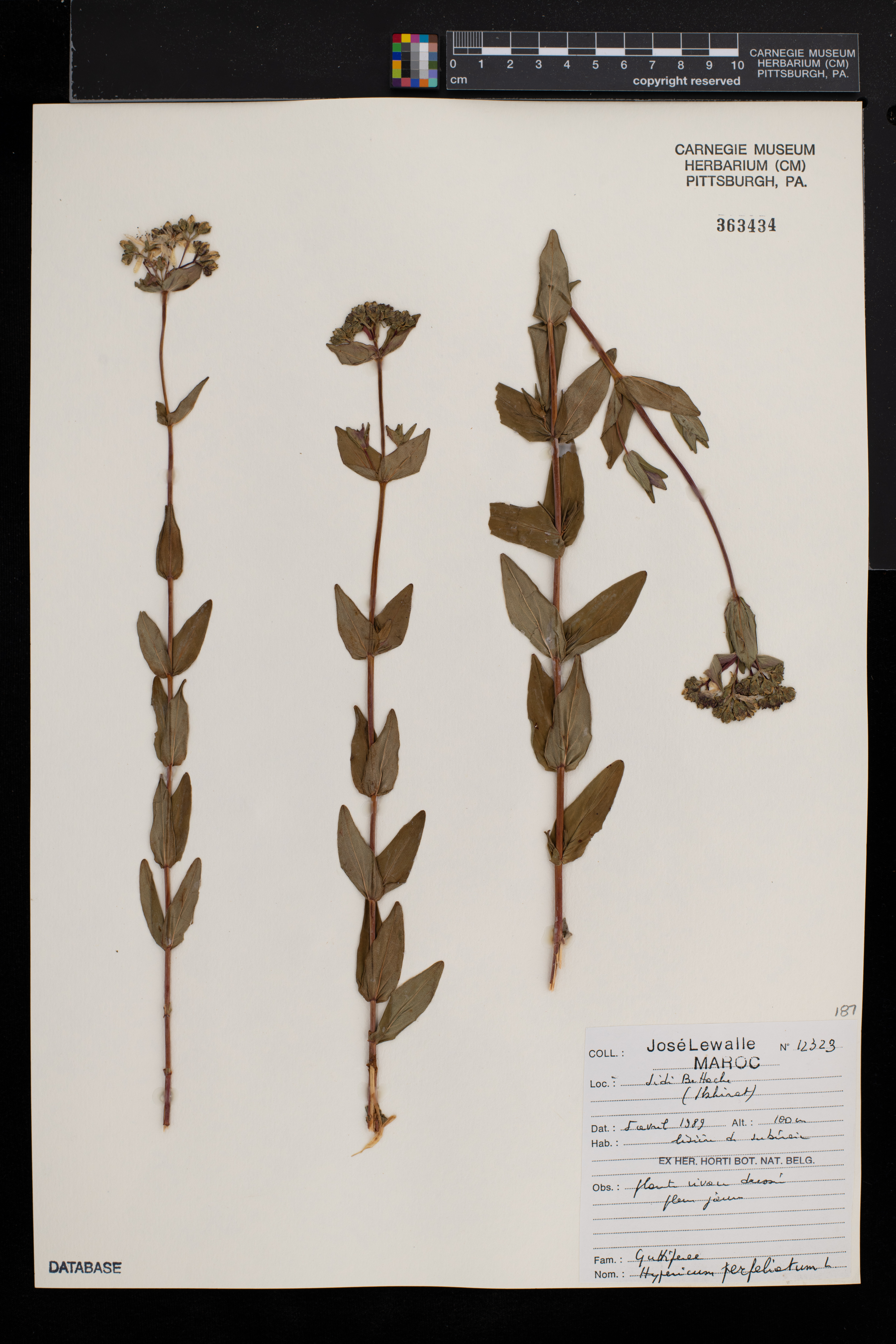 Hypericum perfoliatum image